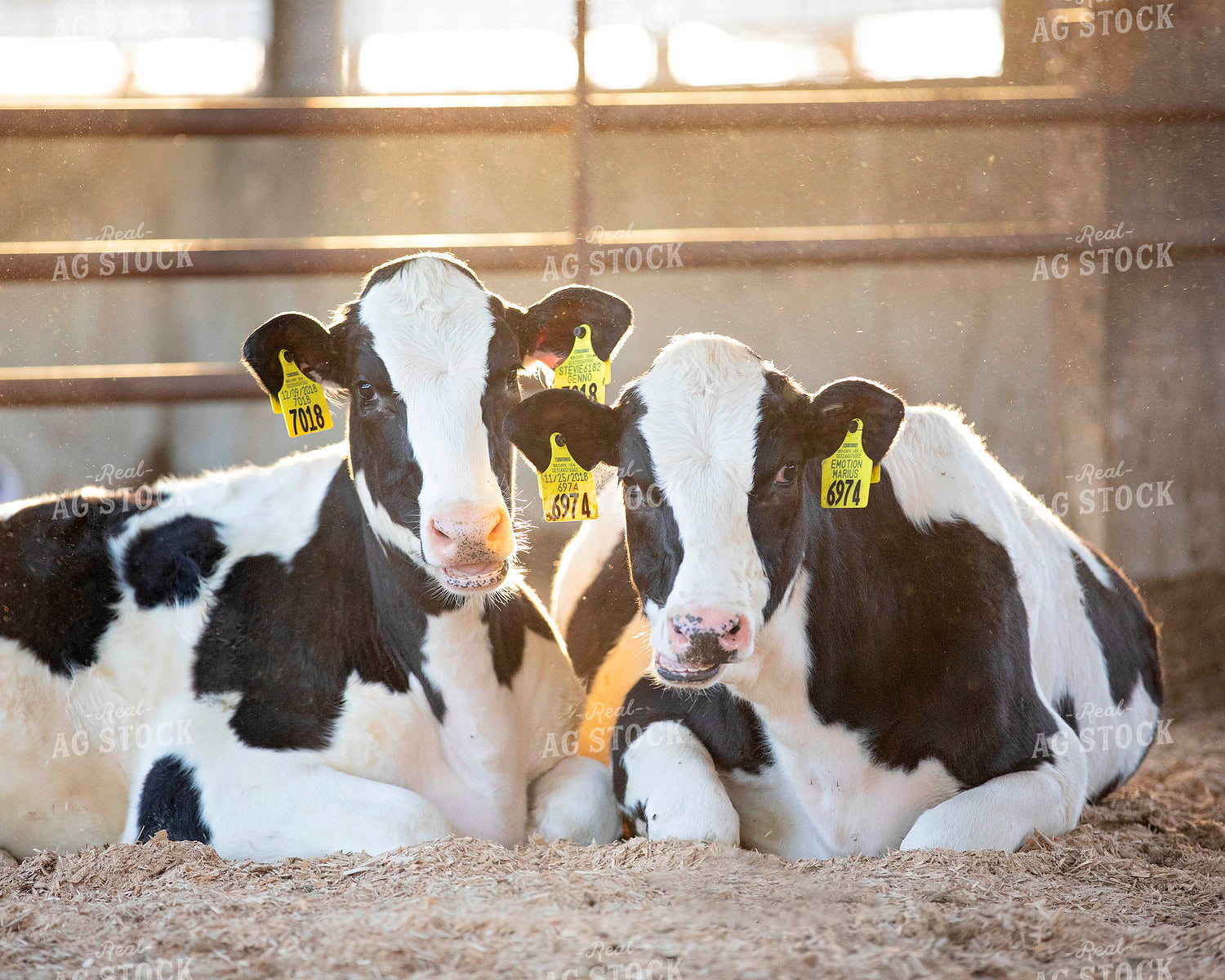 Dairy Cows in Barn 55108