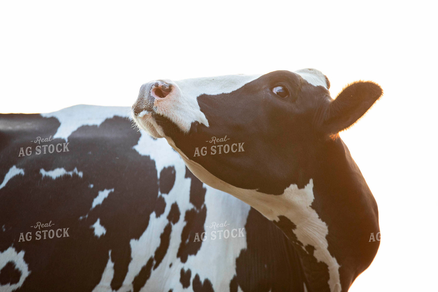 Holstein Dairy Cow 55072