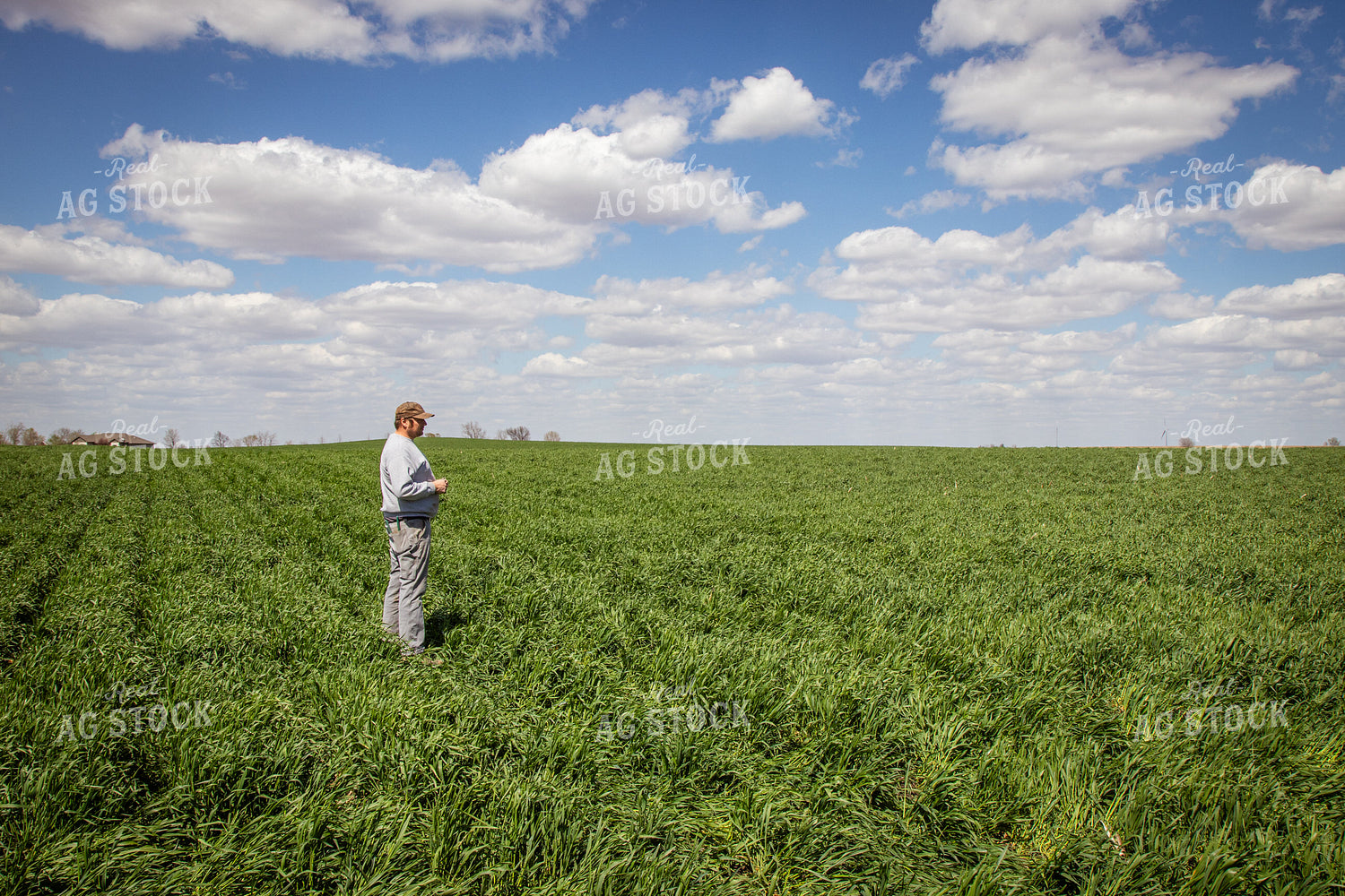 Walking through Cover Crops 67688