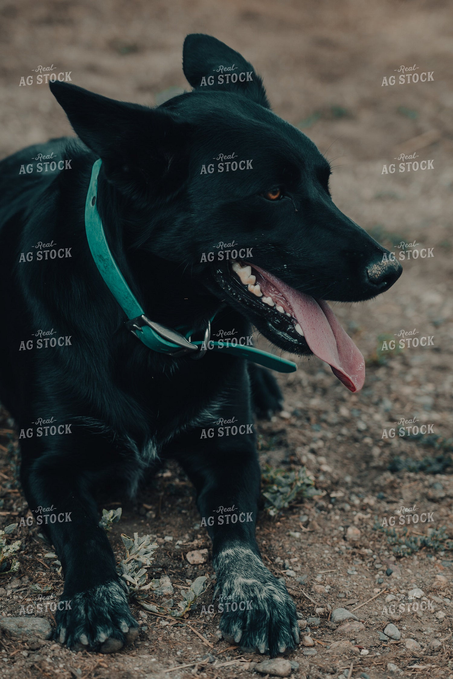 Ranch Dog 58167