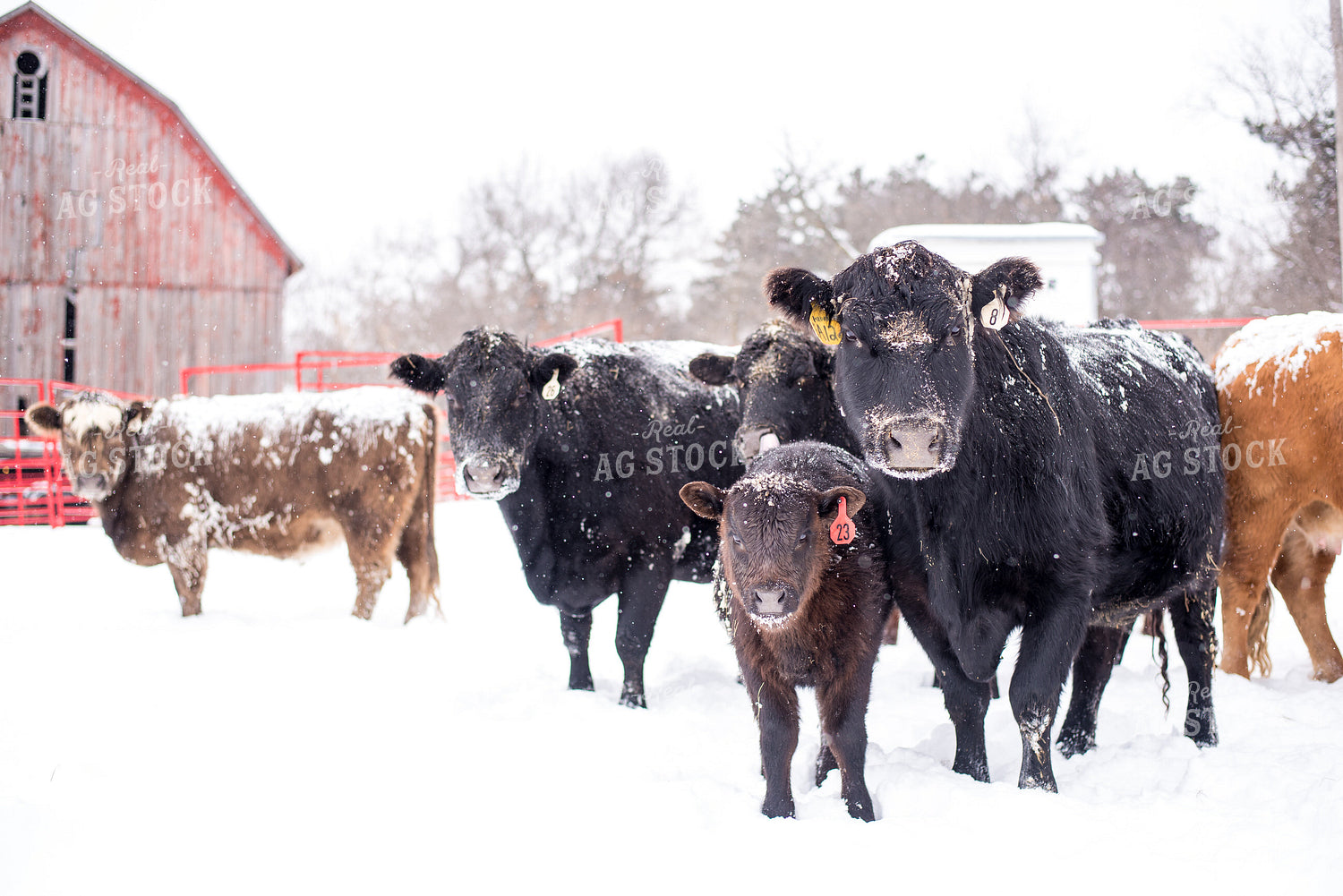 Cattle in Snow with Red Barn Background 74031