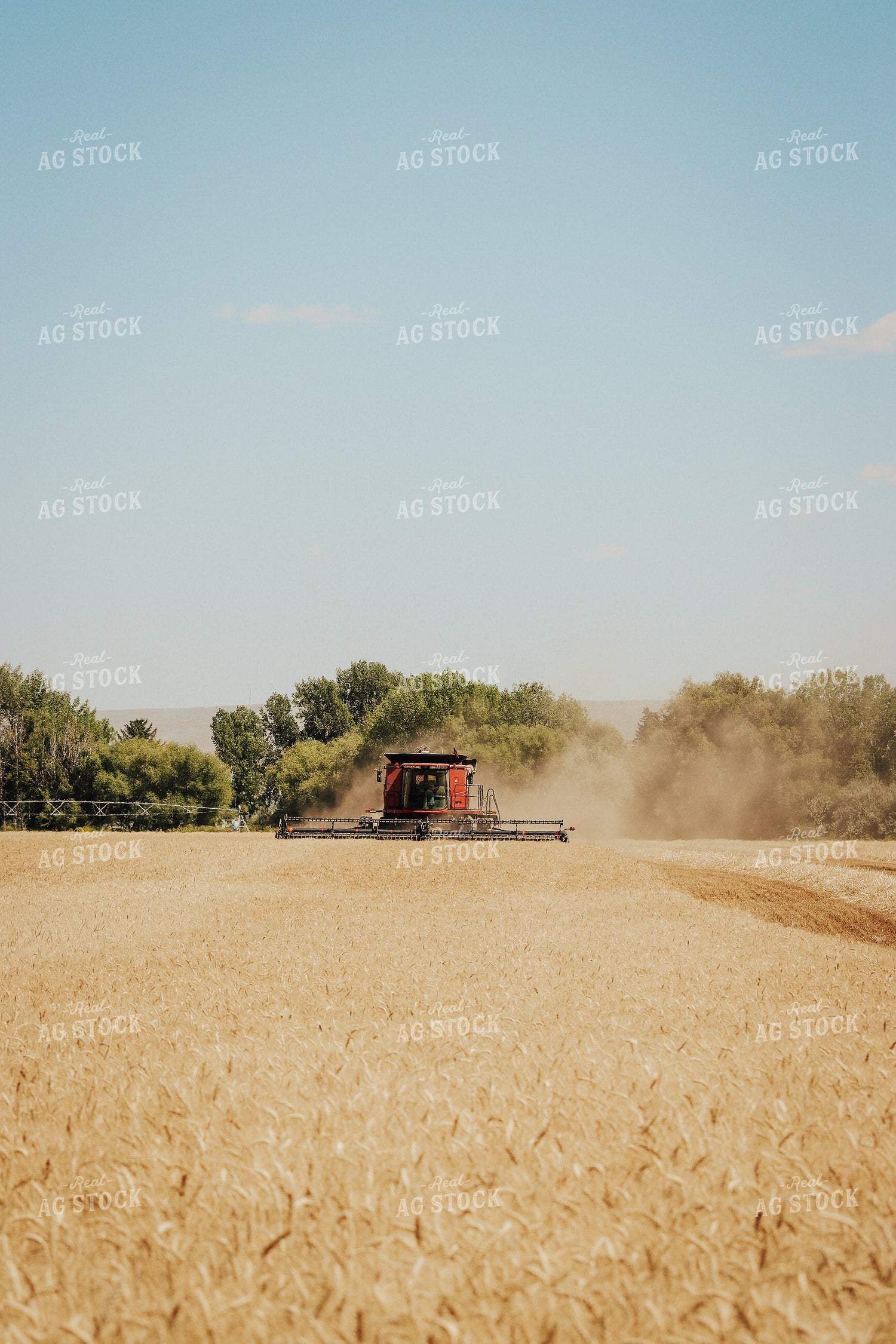 Wheat Harvest 83115