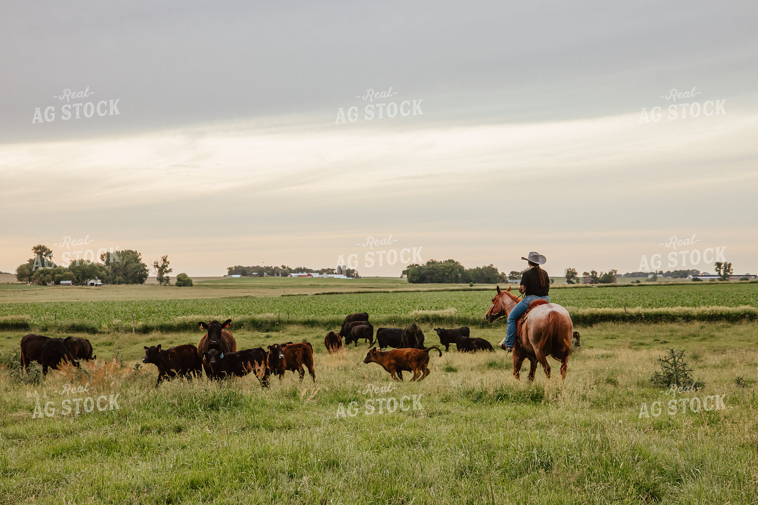 Female Rancher Checking Cattle on Horseback 67801