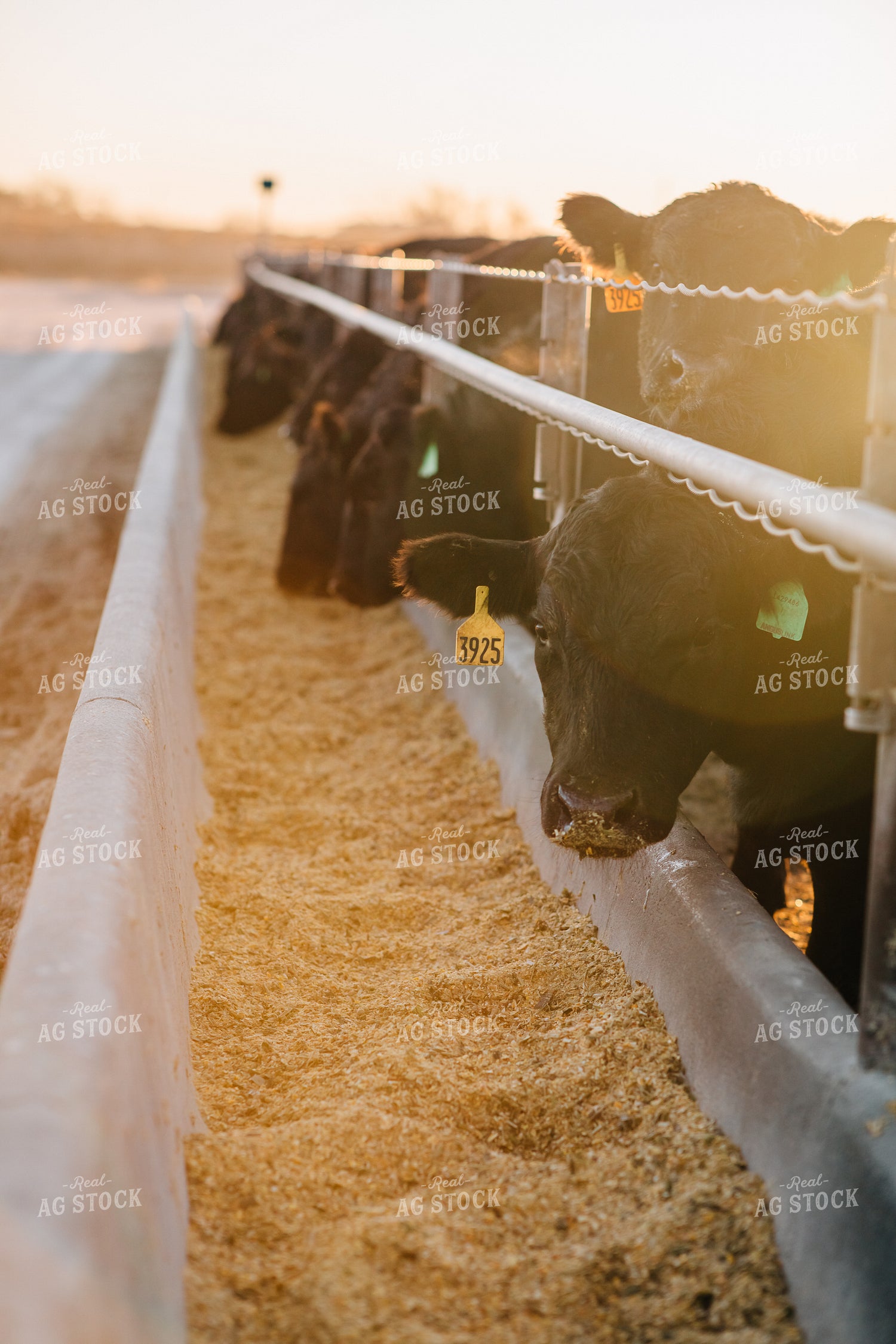 Cattle Eating out of Feed Bunk 53056