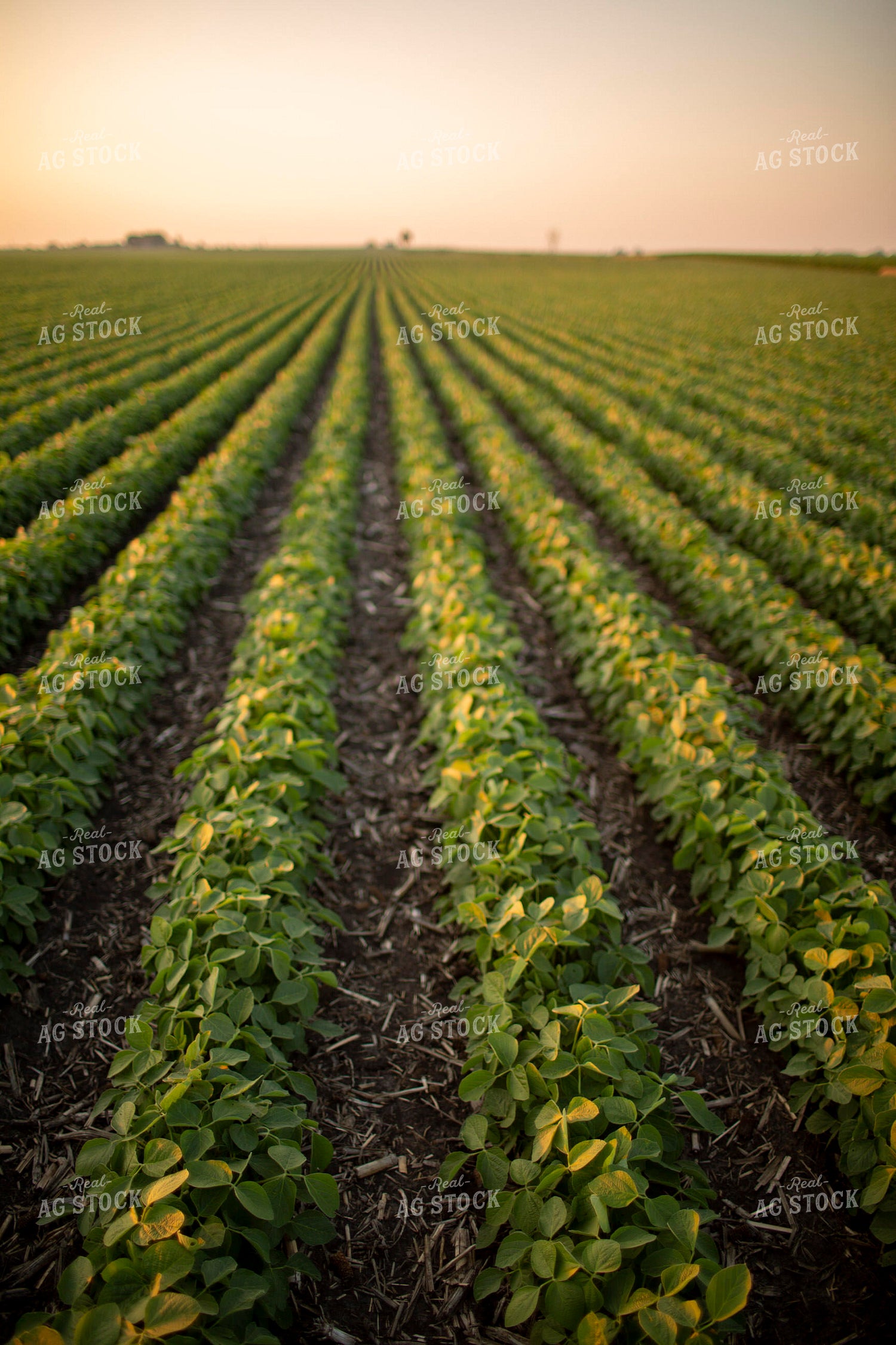 Soybeans - Mid-Season 1476