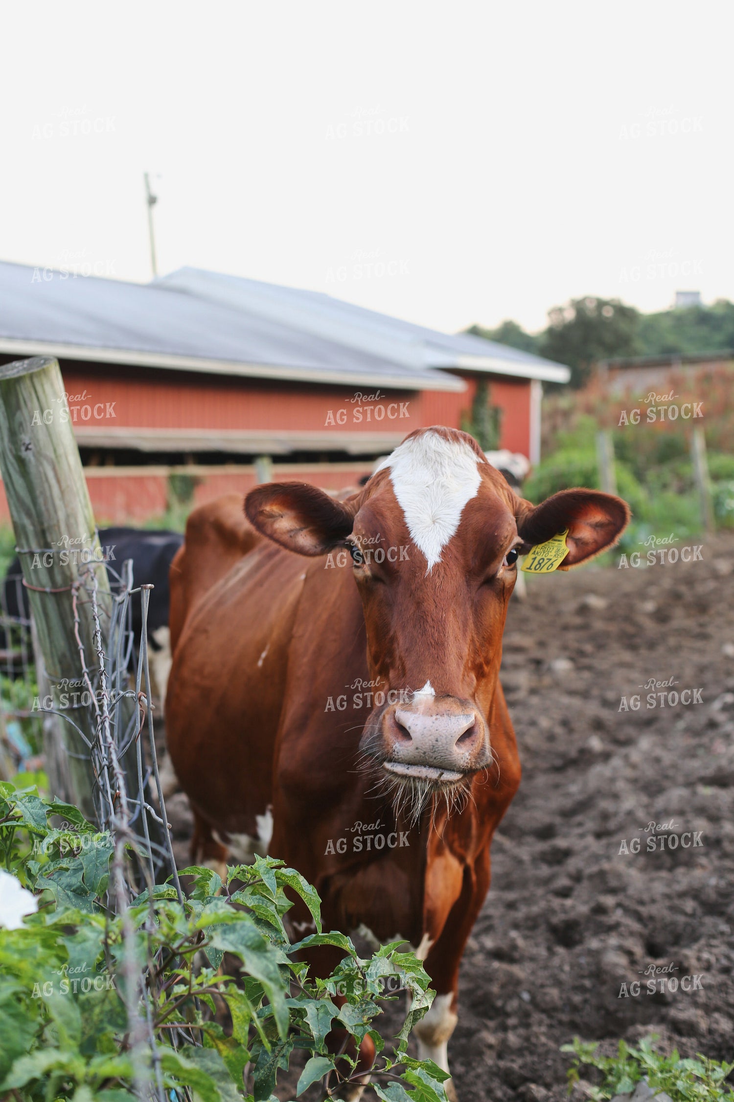 Holstein Cattle 1420002