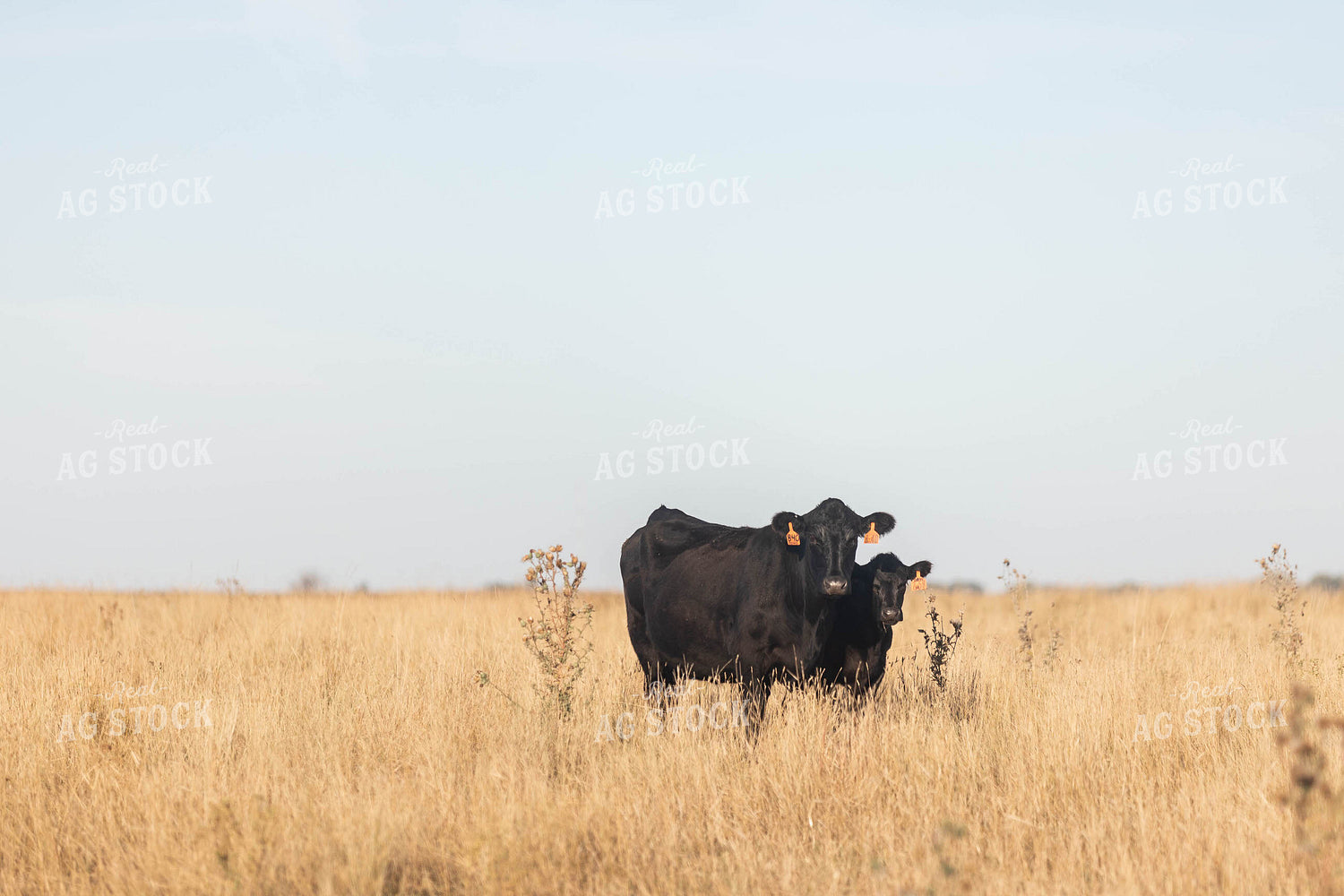 Angus Cattle in Pasture 72110