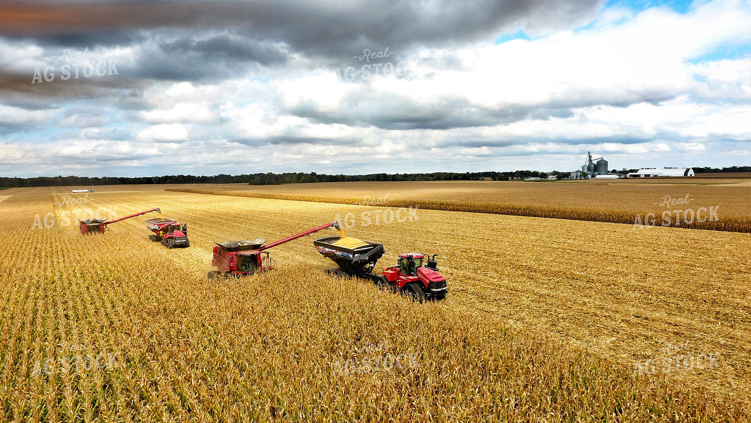 Corn Harvest 100012