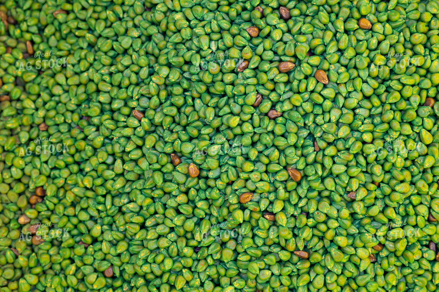 Treated Corn Seed 52375