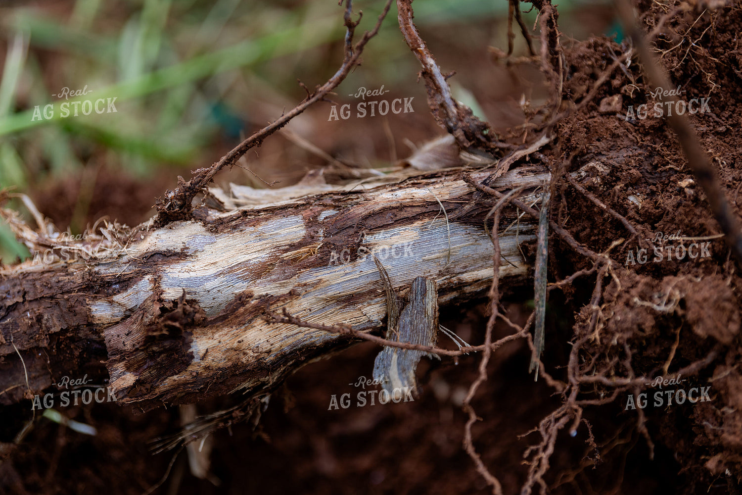 Roots in Vineyard Grape Production 107059