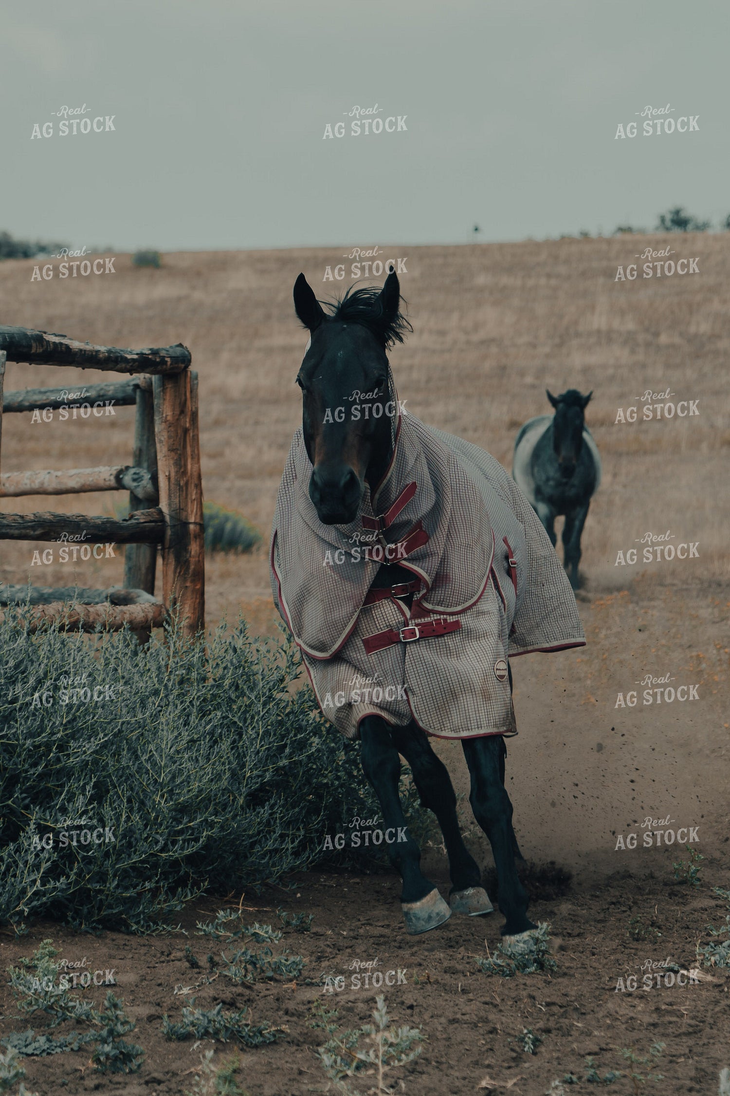 Ranch Horse 58169