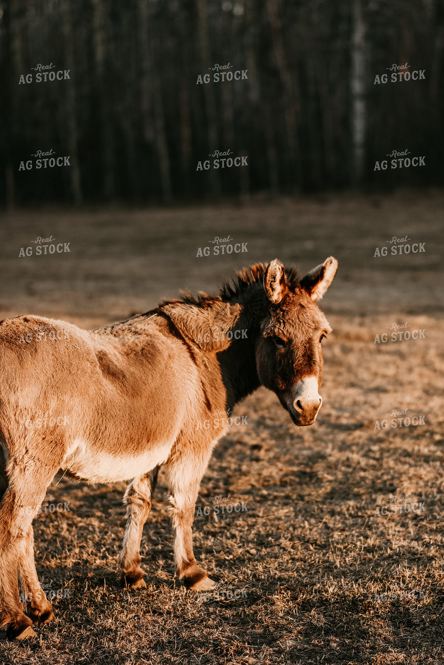 Donkey in Woods 64184