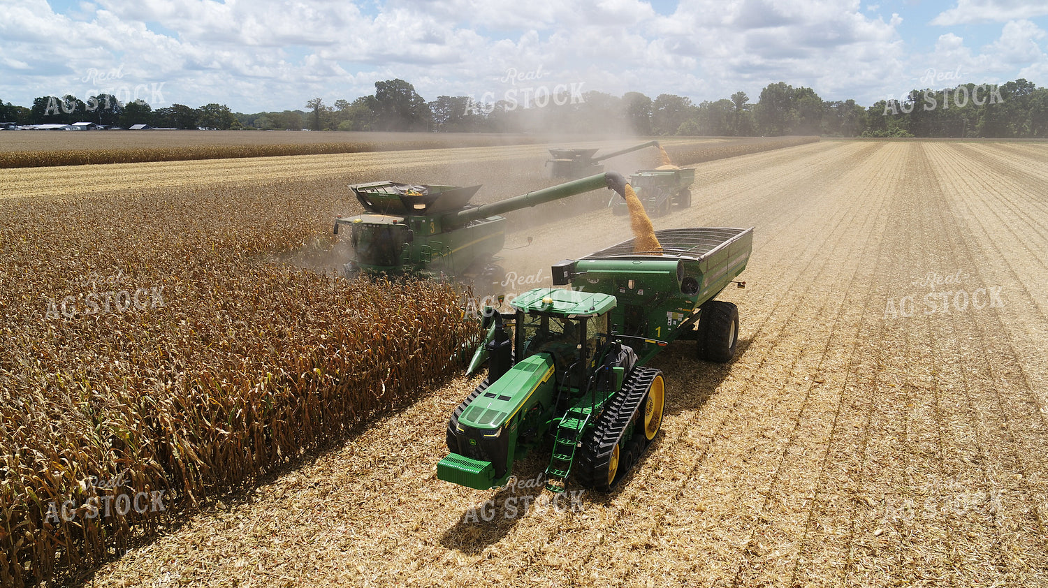 Corn Harvest 80032