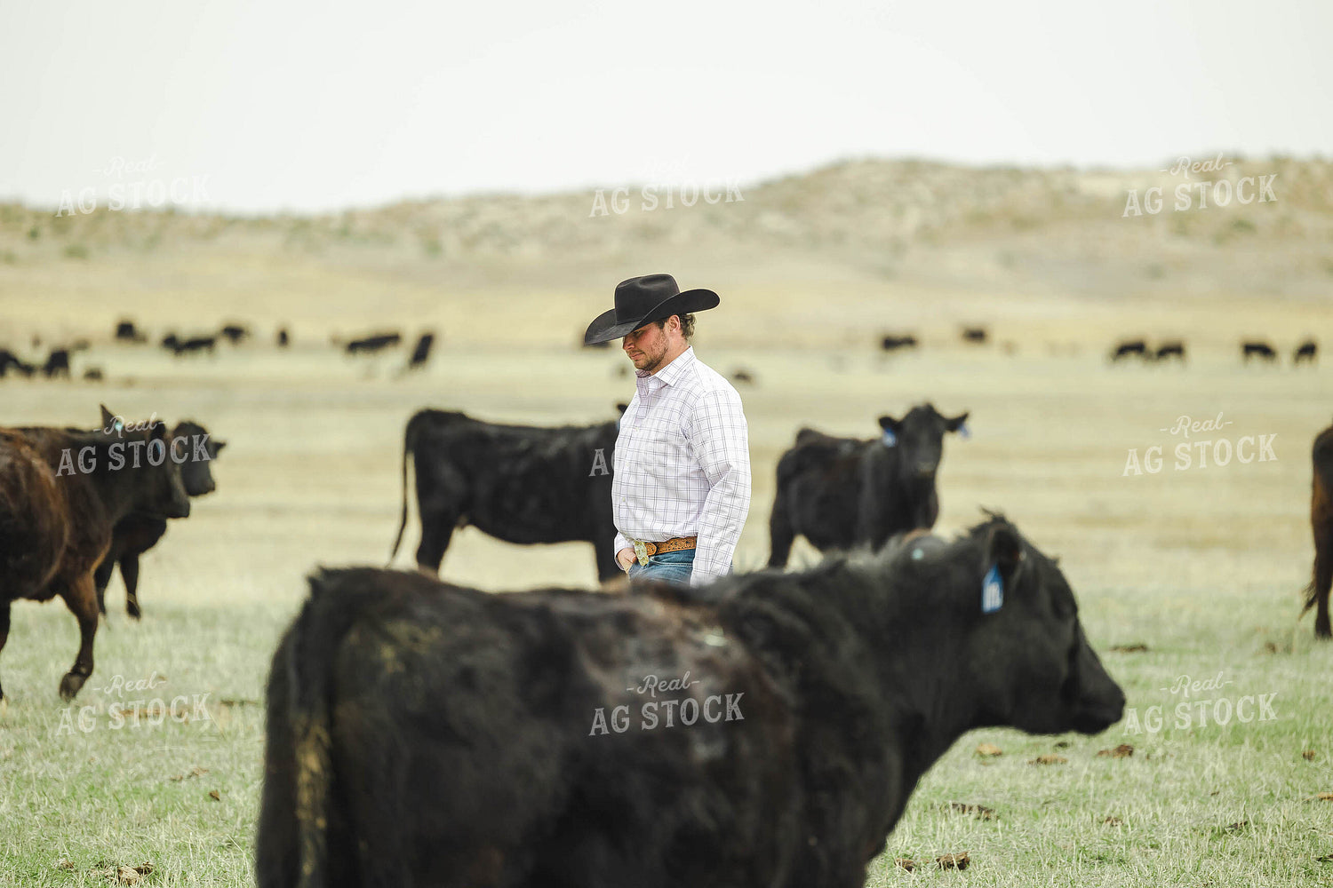 Rancher in Pasture with Cattle 114063