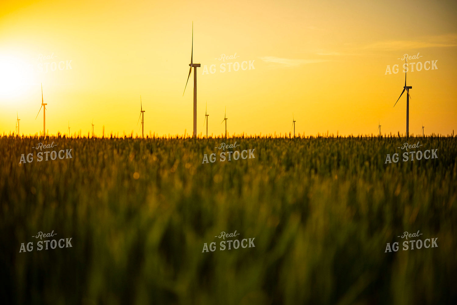 Wind Turbines at Sunset in Growing Wheat Field in Foreground 136021