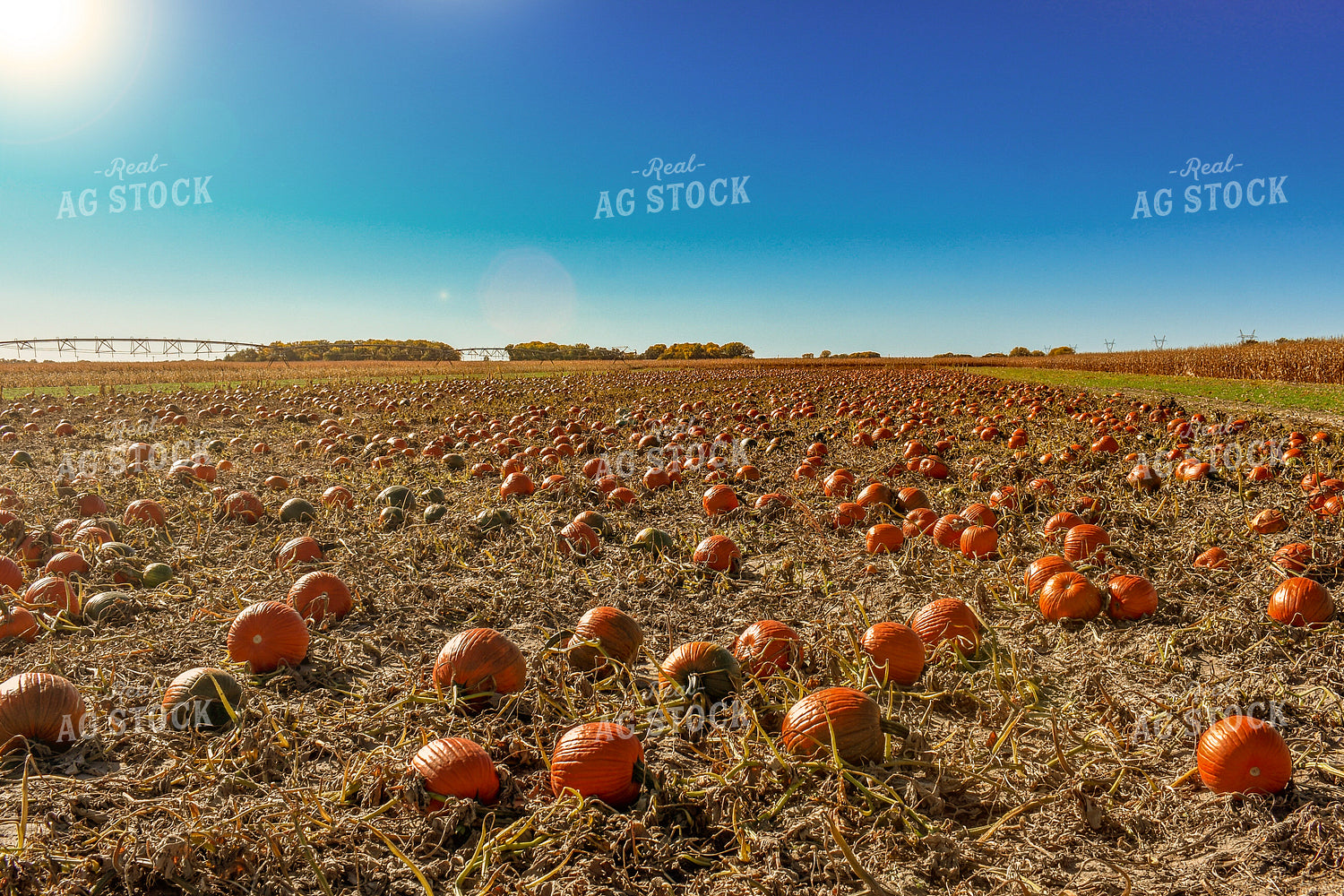 Pumpkins 156089