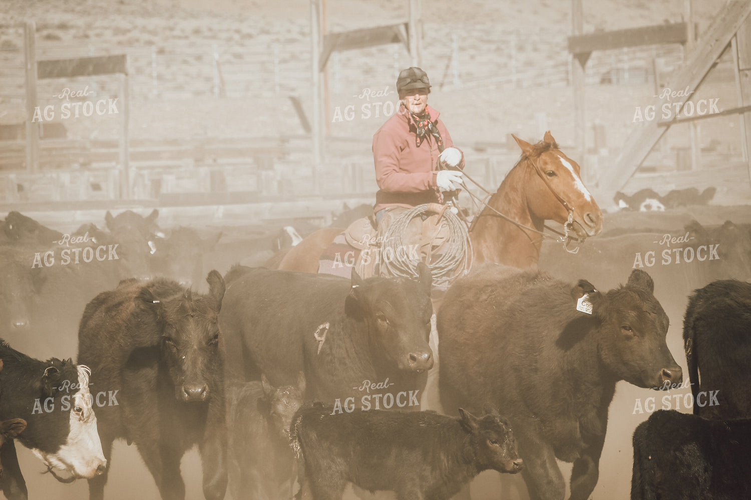 Rancher on Horse with Cattle 78077
