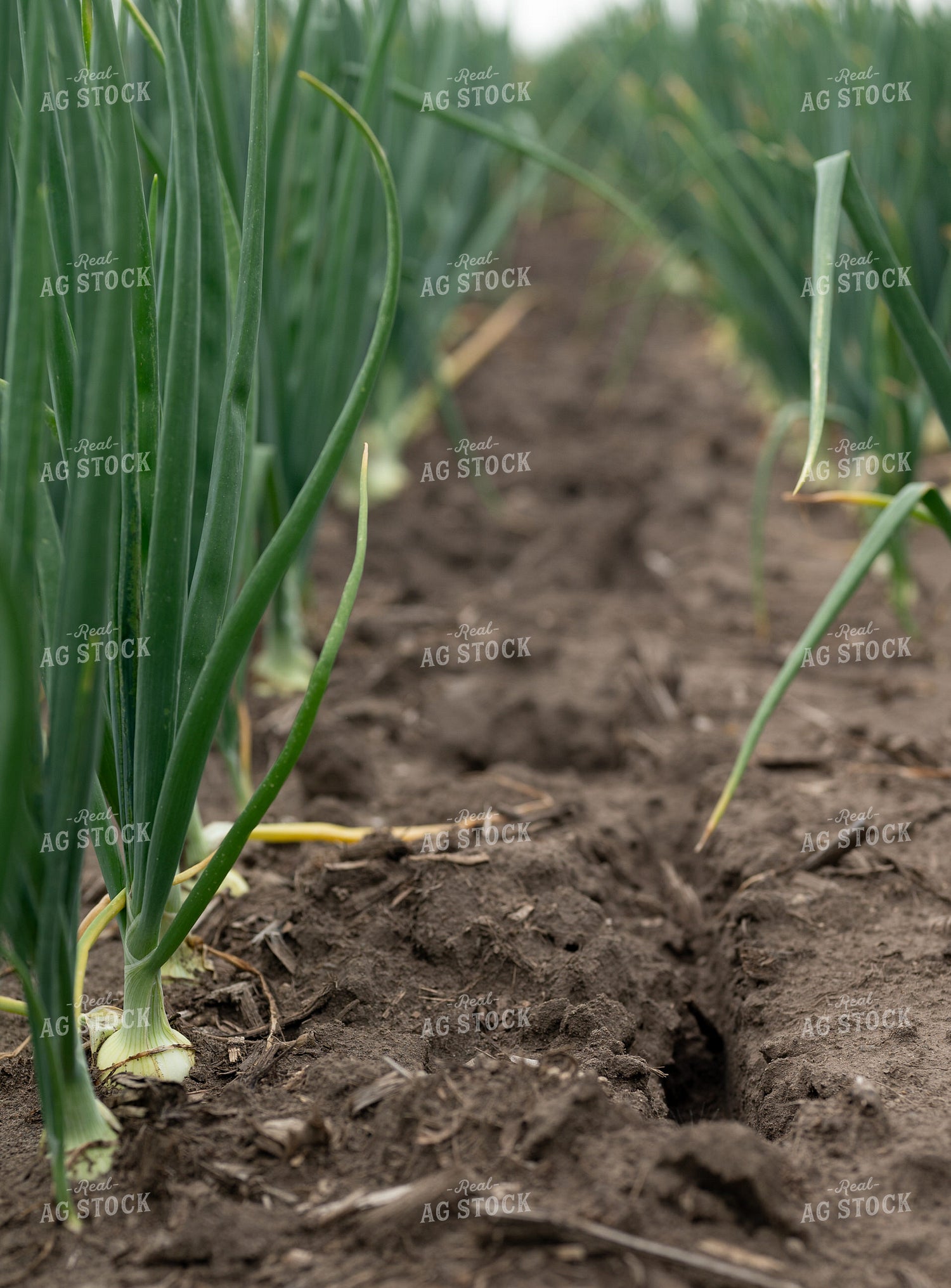 Onion Field 185150