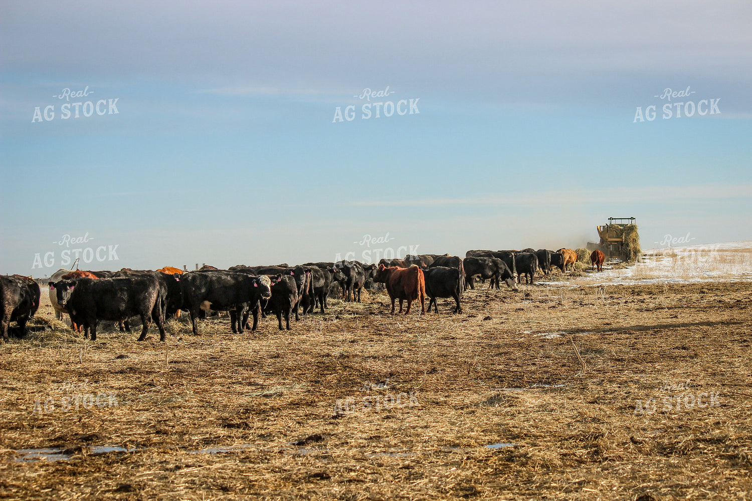 Cattle 155022