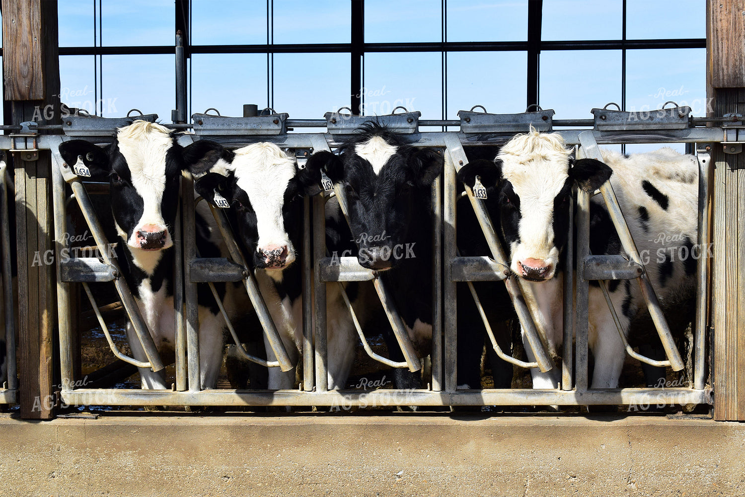 Dairy Cows in Head Gates 50023