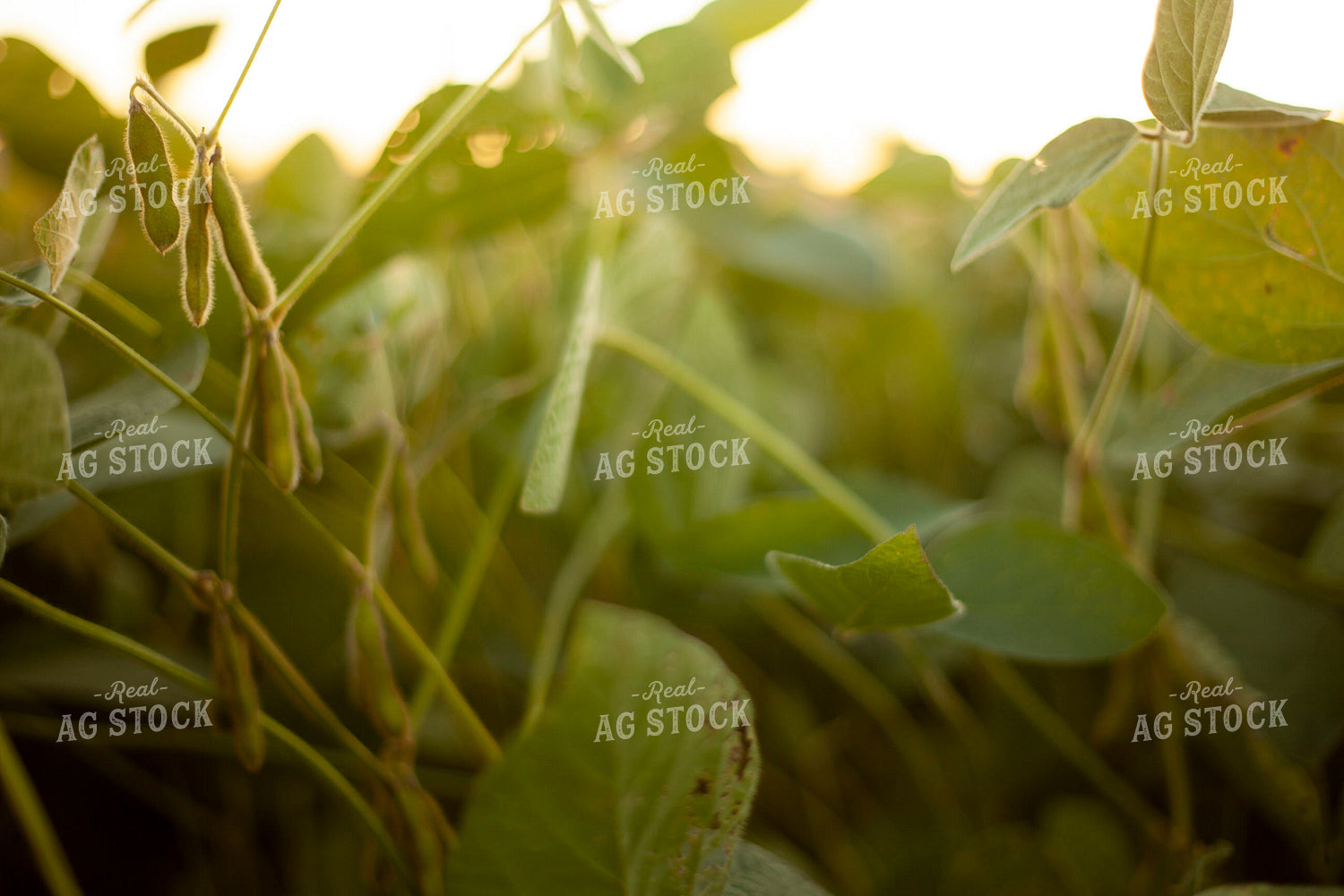 Soybeans - Mid-Season 1510