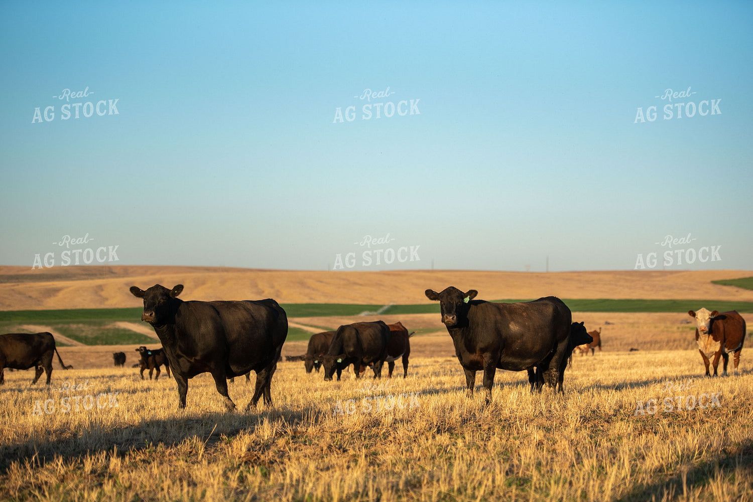 Cattle in Pasture 57033