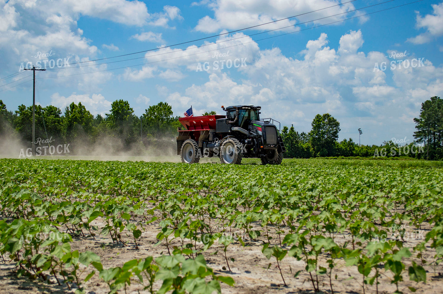 Spreading Dry Fertilizer in Cotton Field 136190