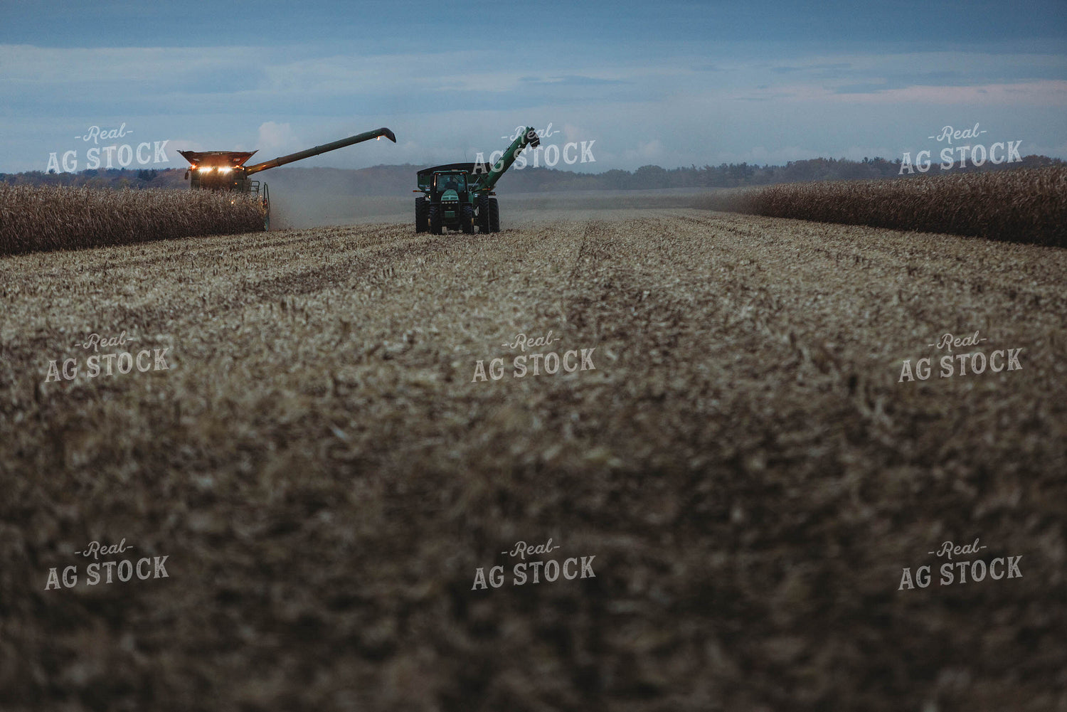 Corn Harvest 8635
