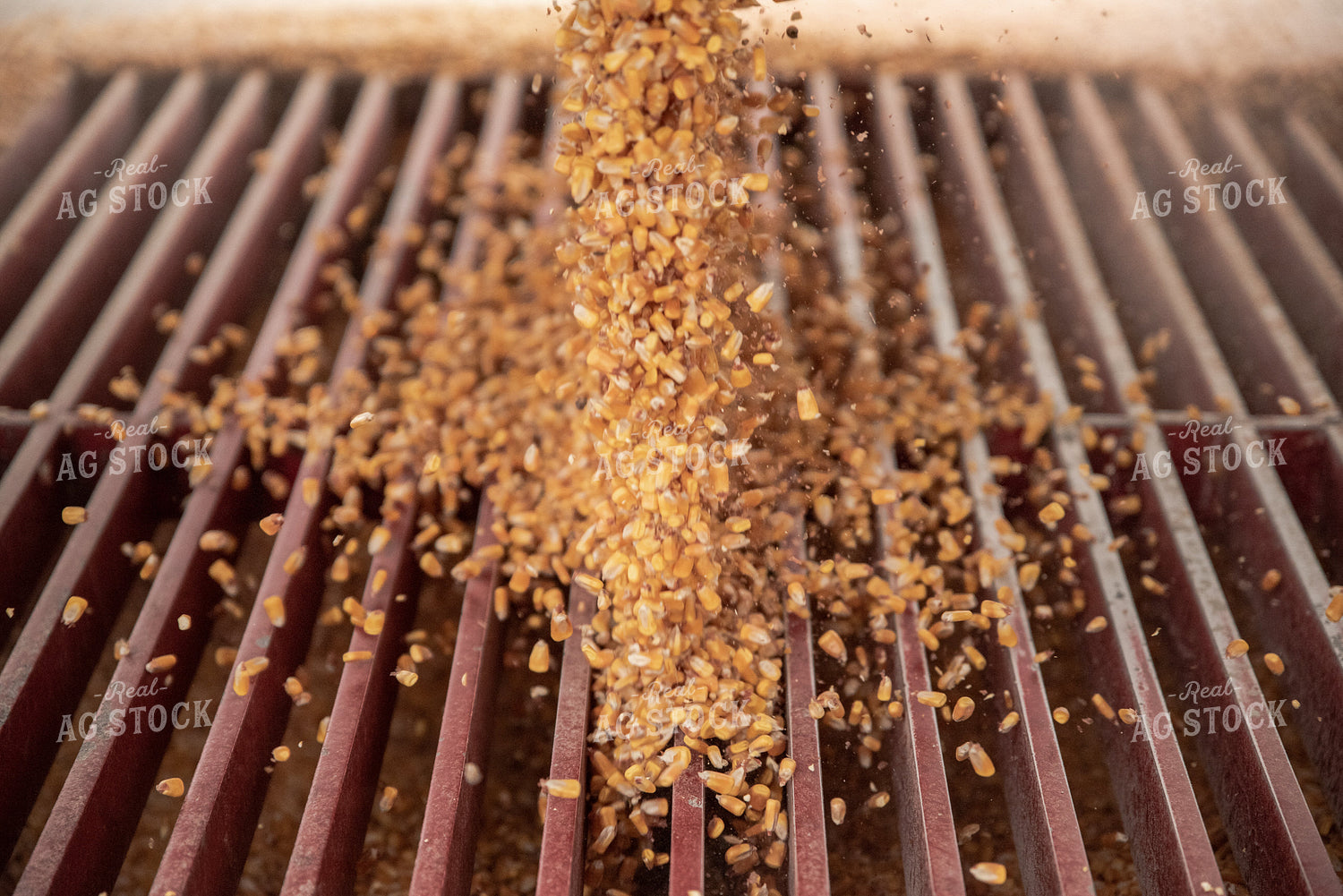Corn Dumping into Grain Pit 76600