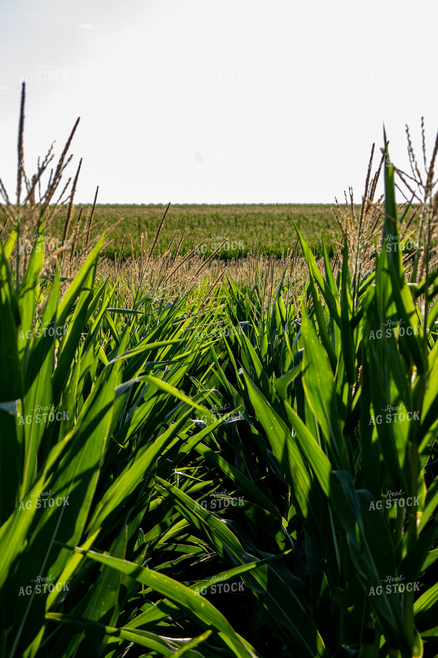 Tasselled Corn Field 67129