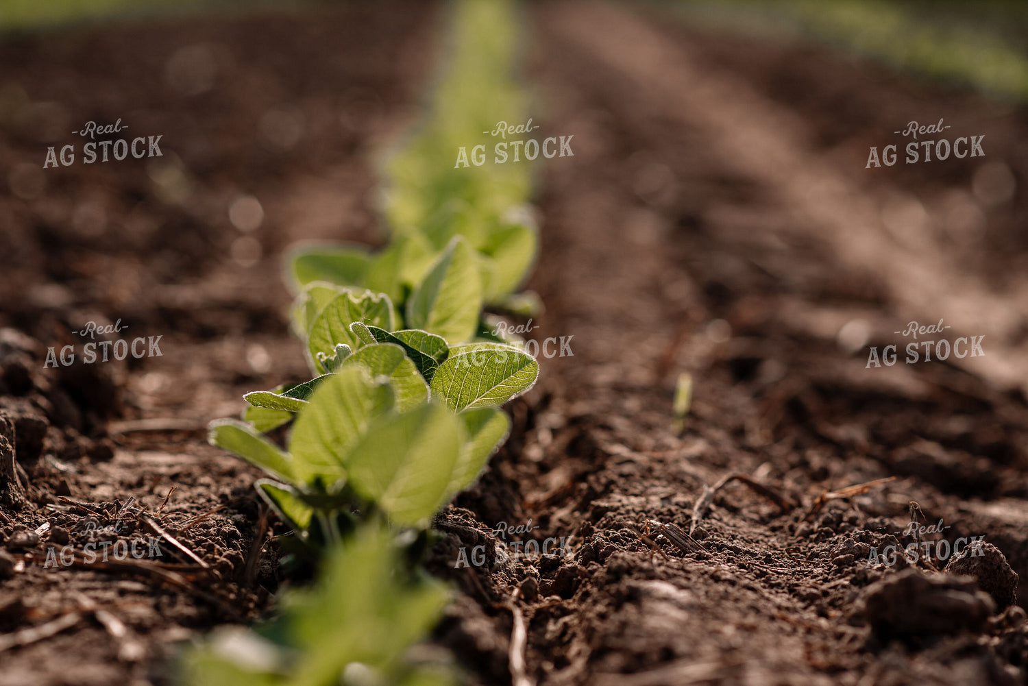 Close Up of Early Growth Soybeans 137017