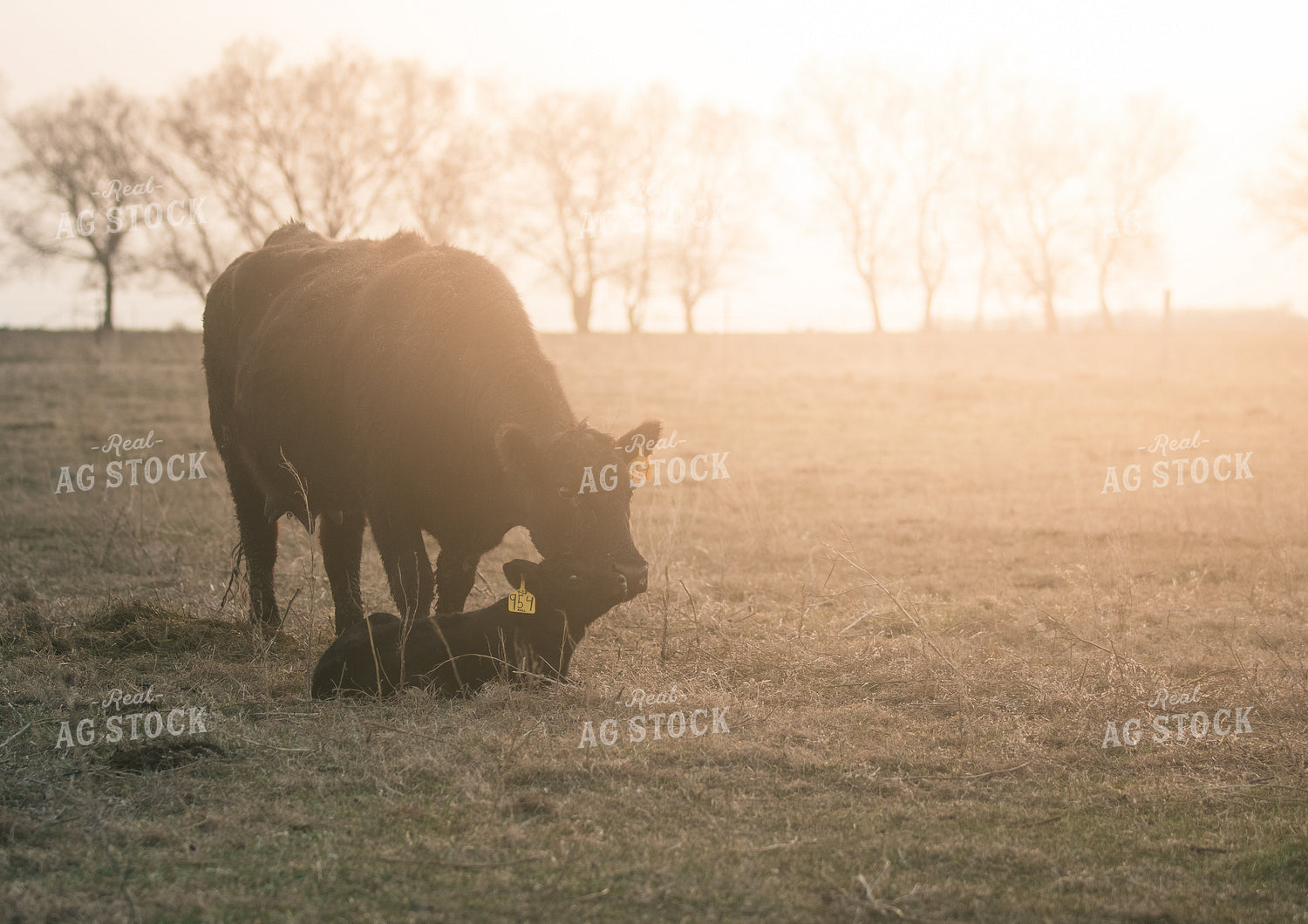 Angus Cow and Calf Nuzzling 72029