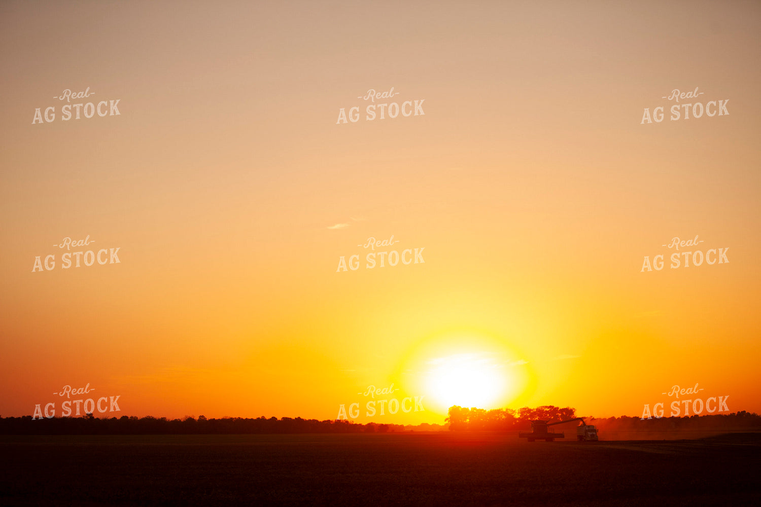 Wheat 2210