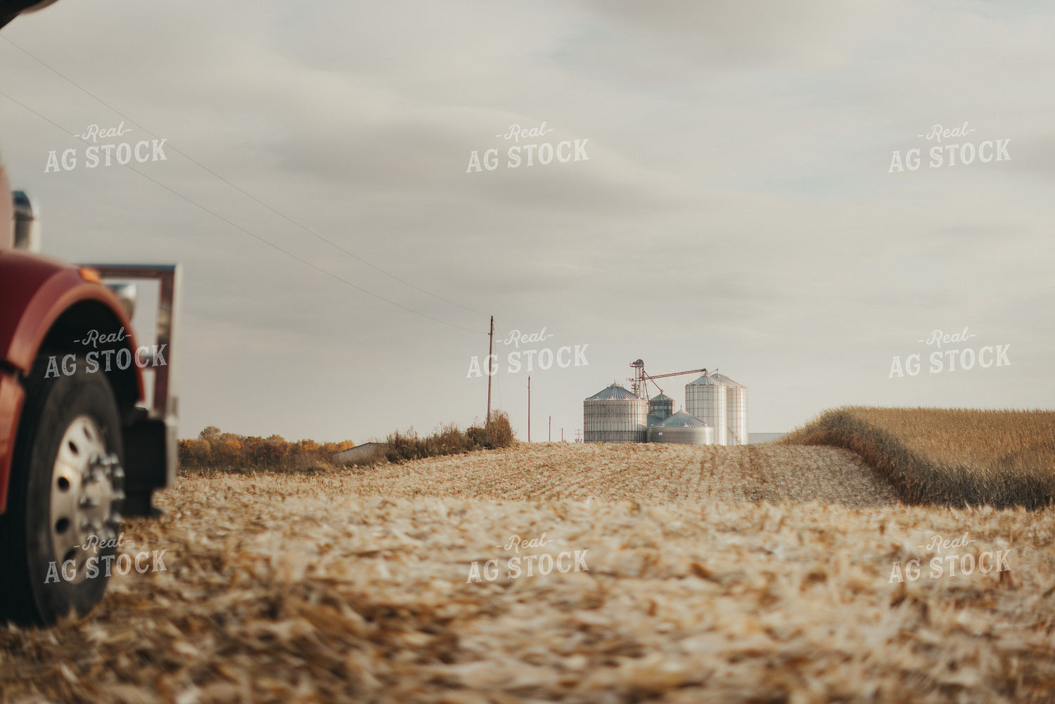 Partially Harvested Corn Field 9465