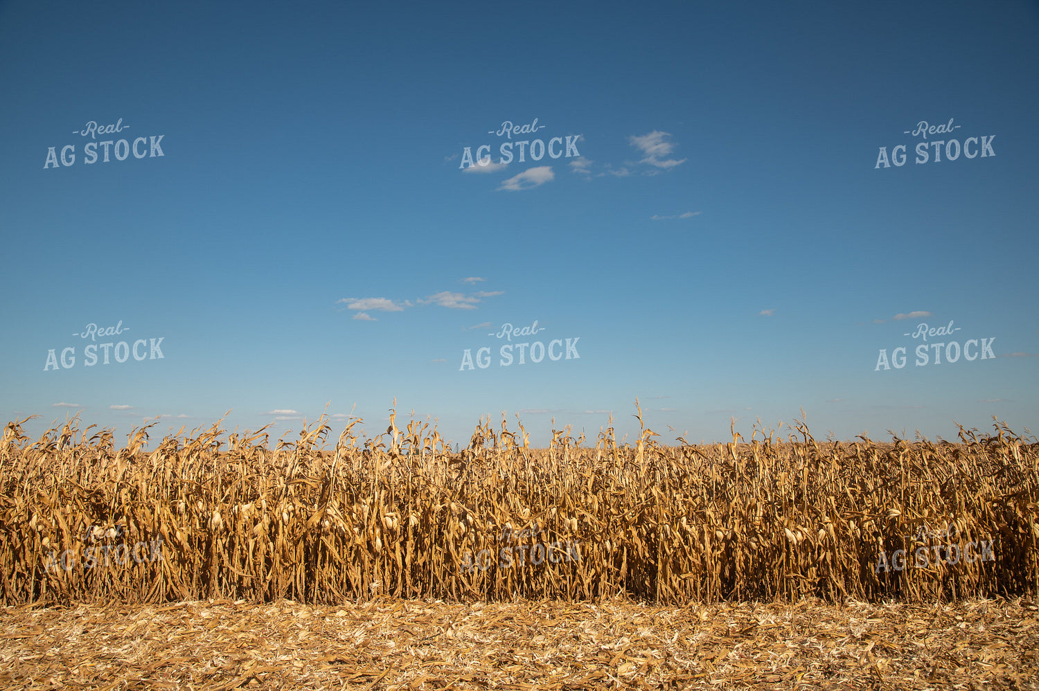 Dried Corn Waiting to be Harvested on a Sunny Day 25931