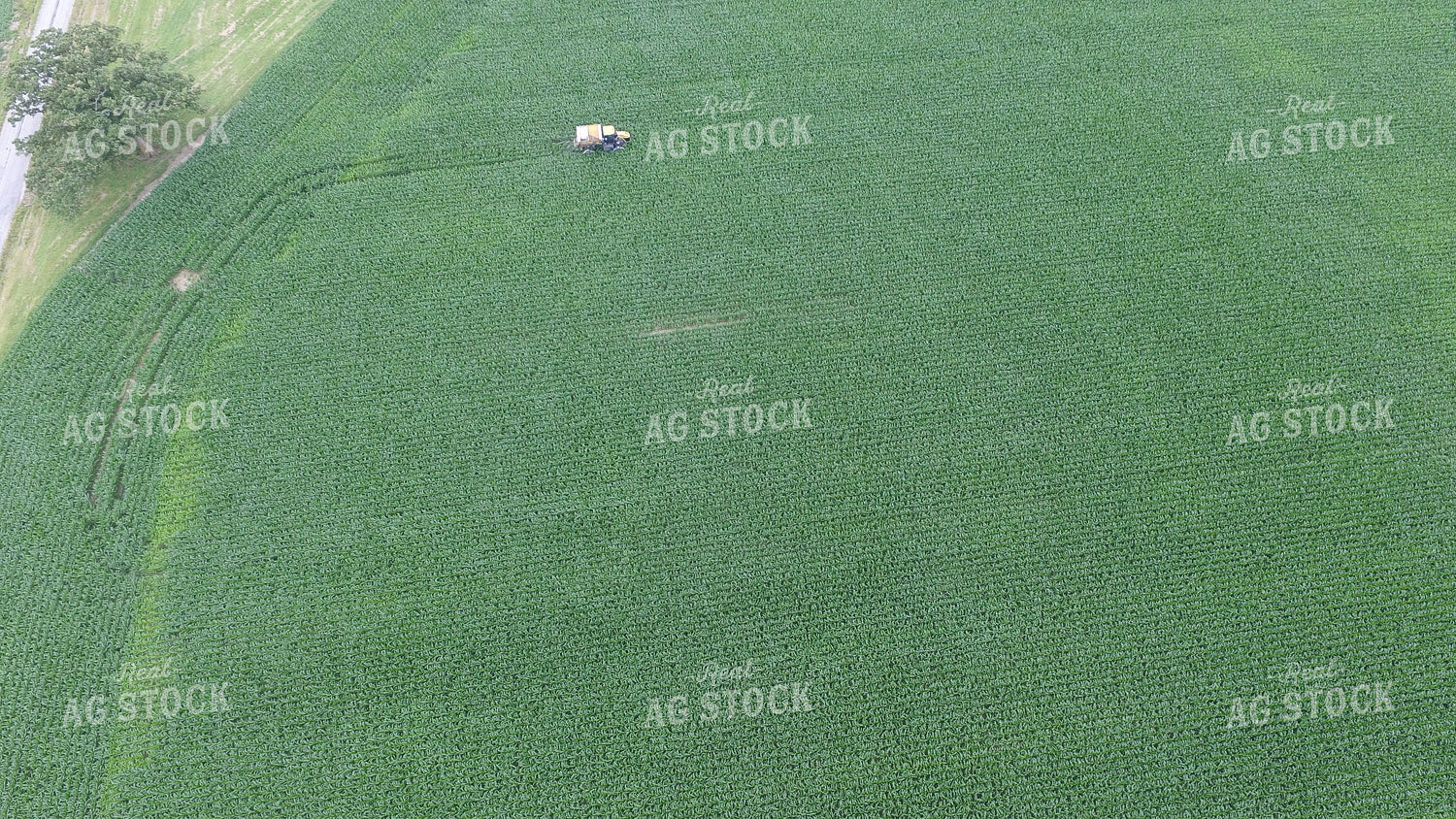 Dry Fertilizer Spreading on Tall Green Corn Drone 85003