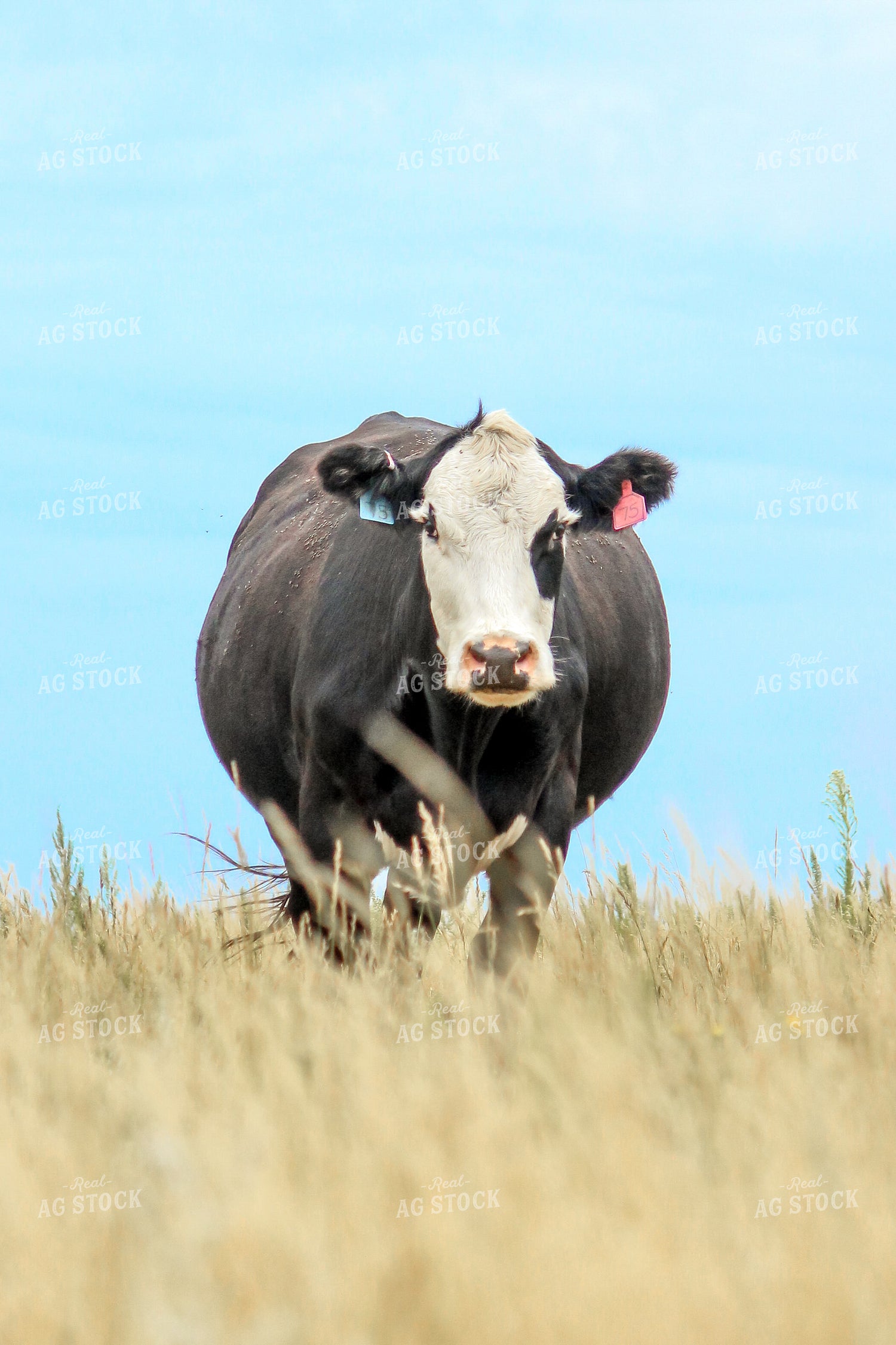 Black Baldy Cattle 155050