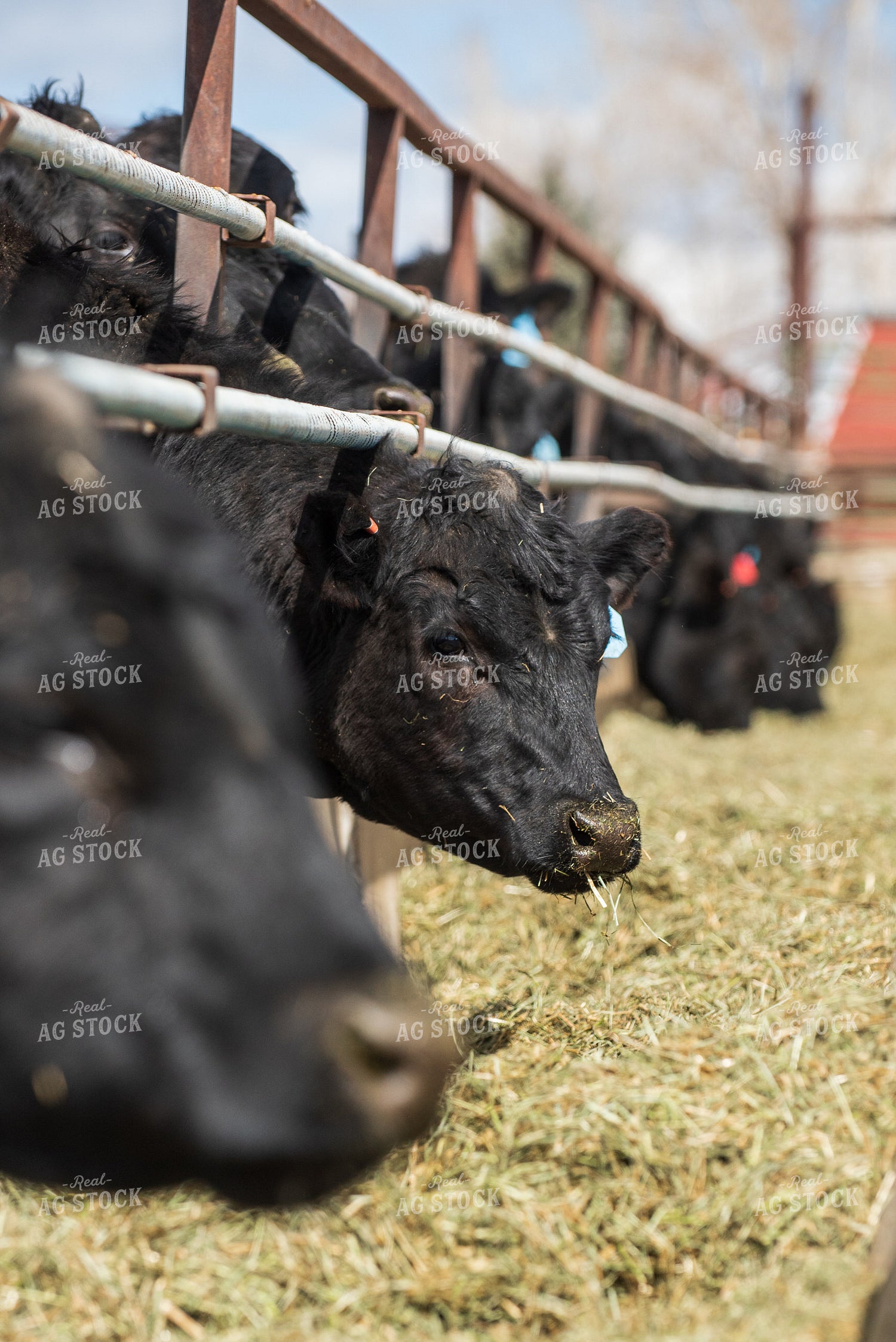 Calves Eating Hay out of Feed Bunk 51030
