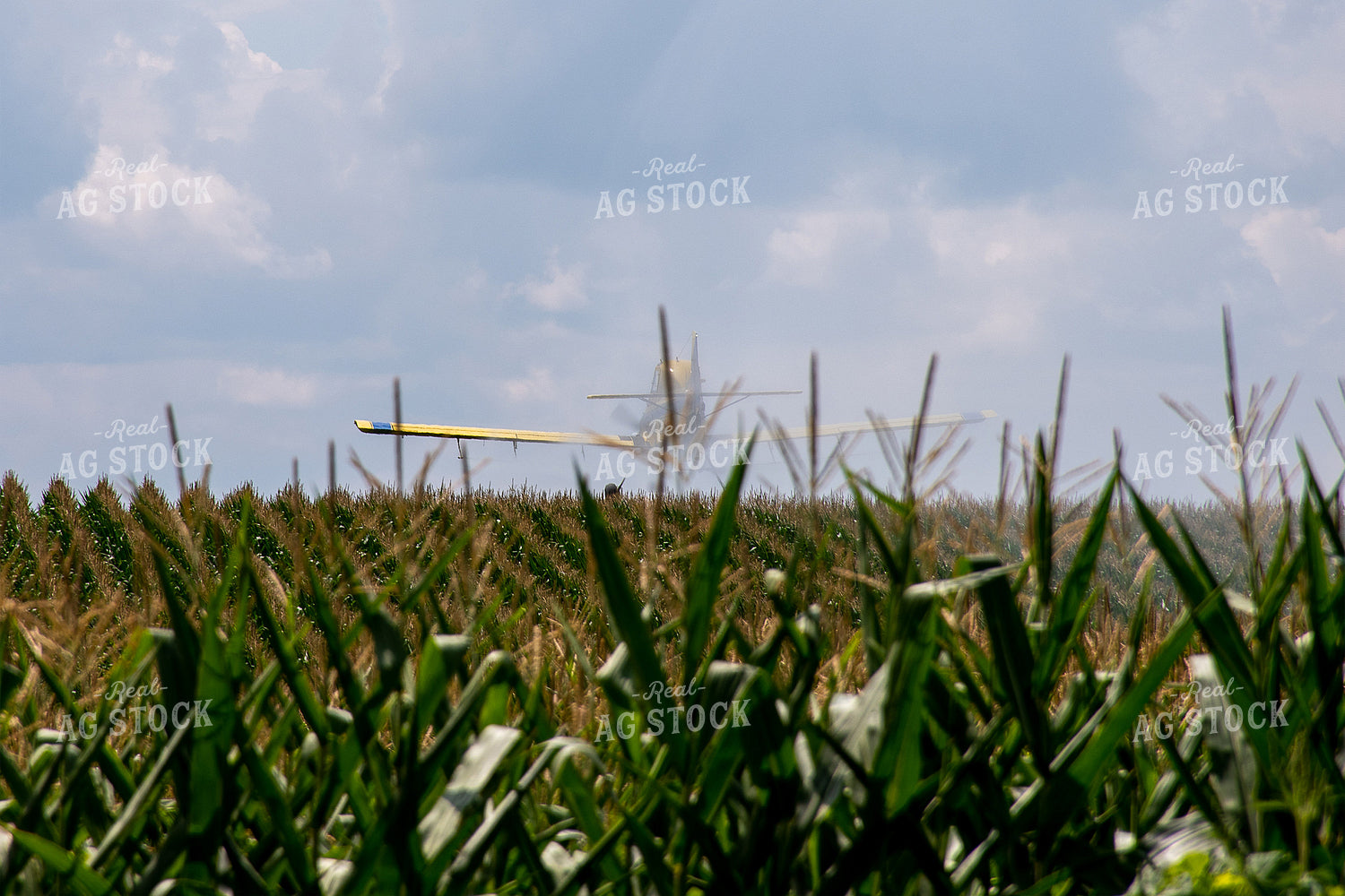 Crop Duster Spraying Corn 50146