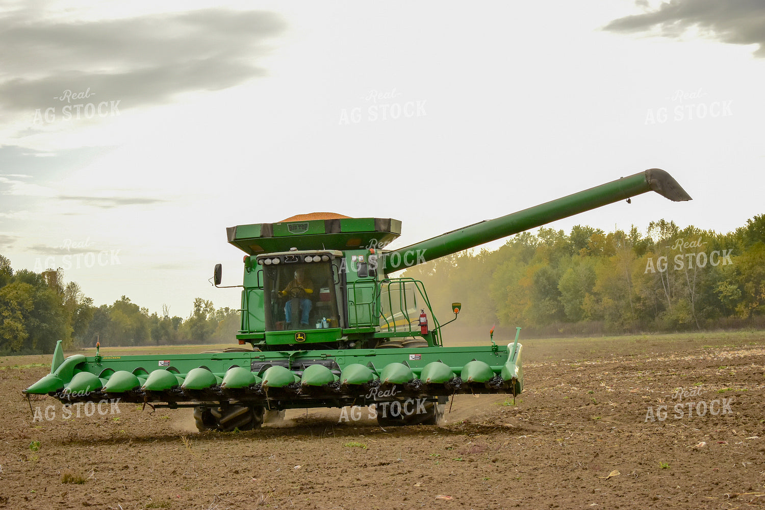 Full Combine in Corn Field 84052