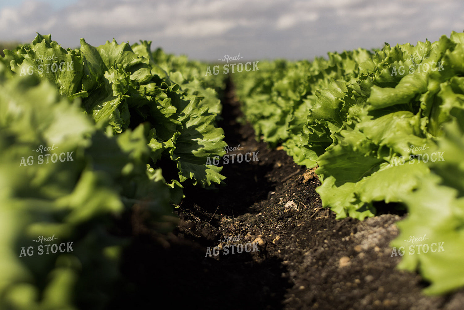 Iceberg Lettuce Field 7348