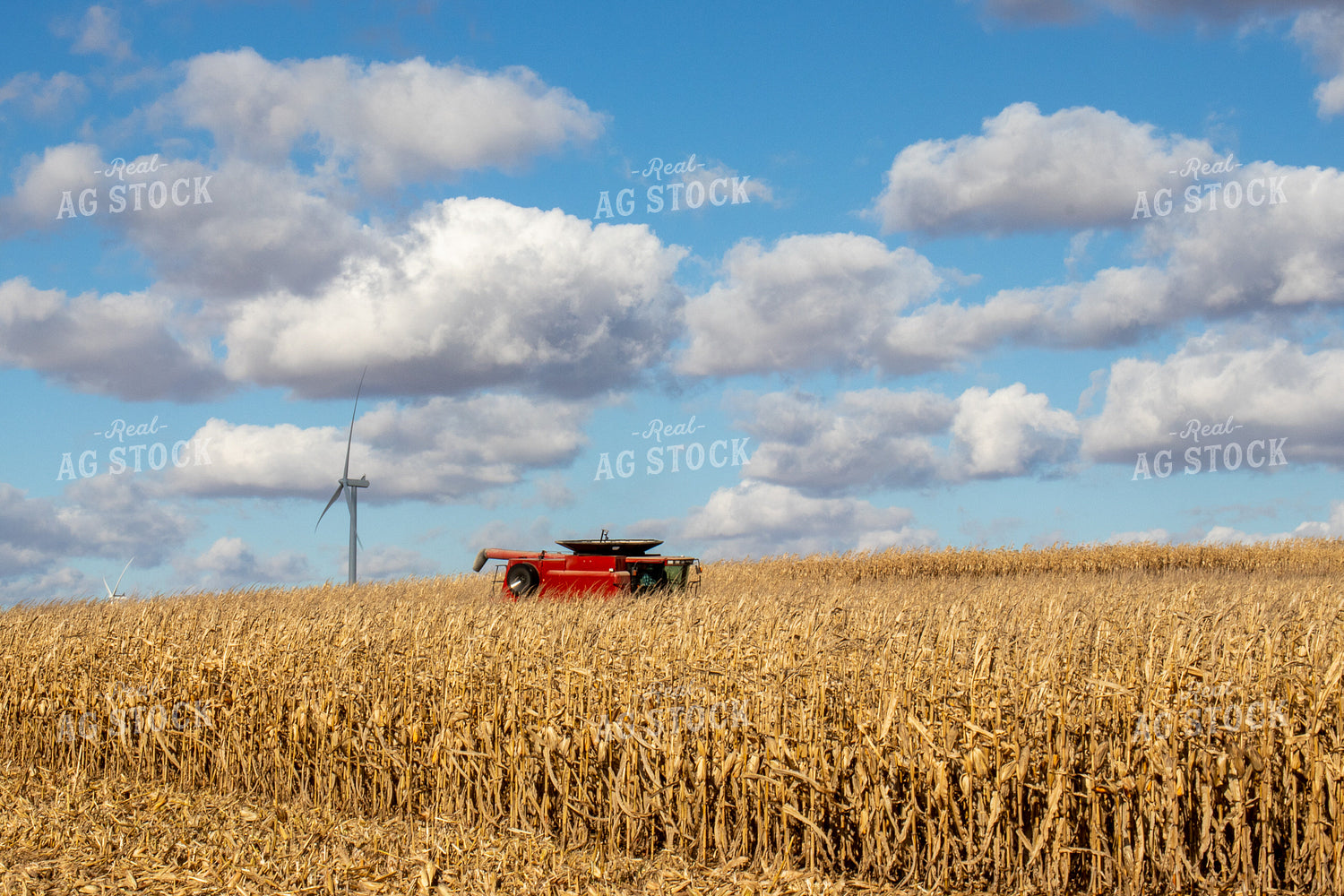 Corn Harvest with Windmill 67041