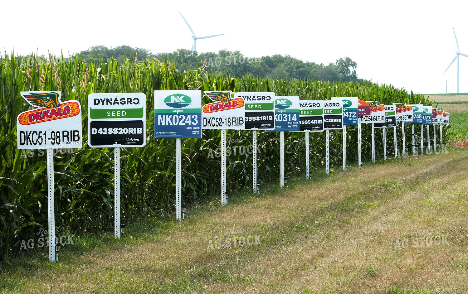 Corn Plot 154035