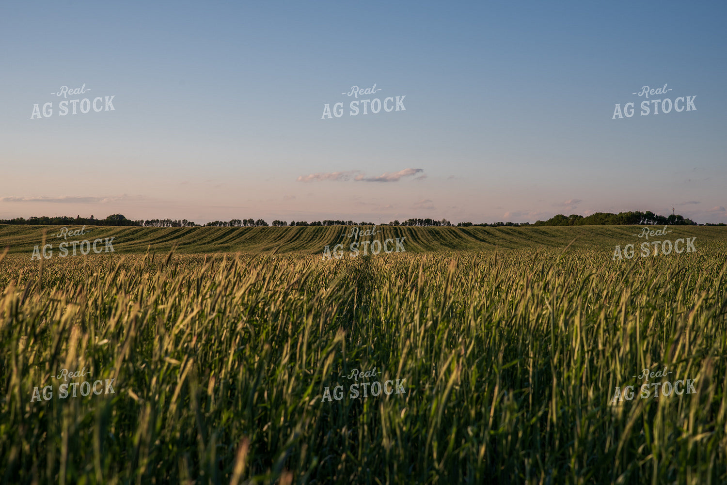 Cover Crop Field 76153