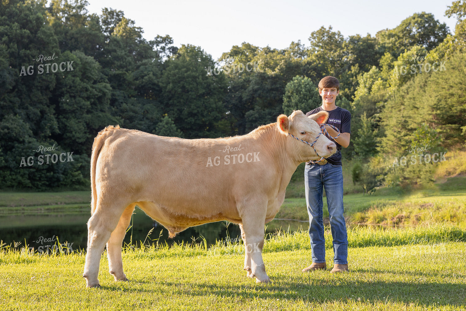 Farm Kid with Steer 52497