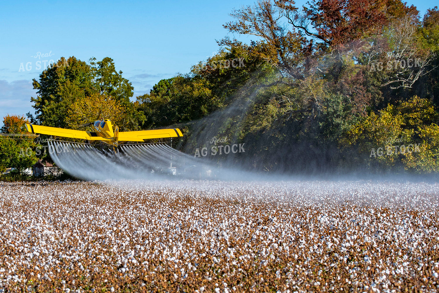 Crop Duster Spraying Cotton Field 136260