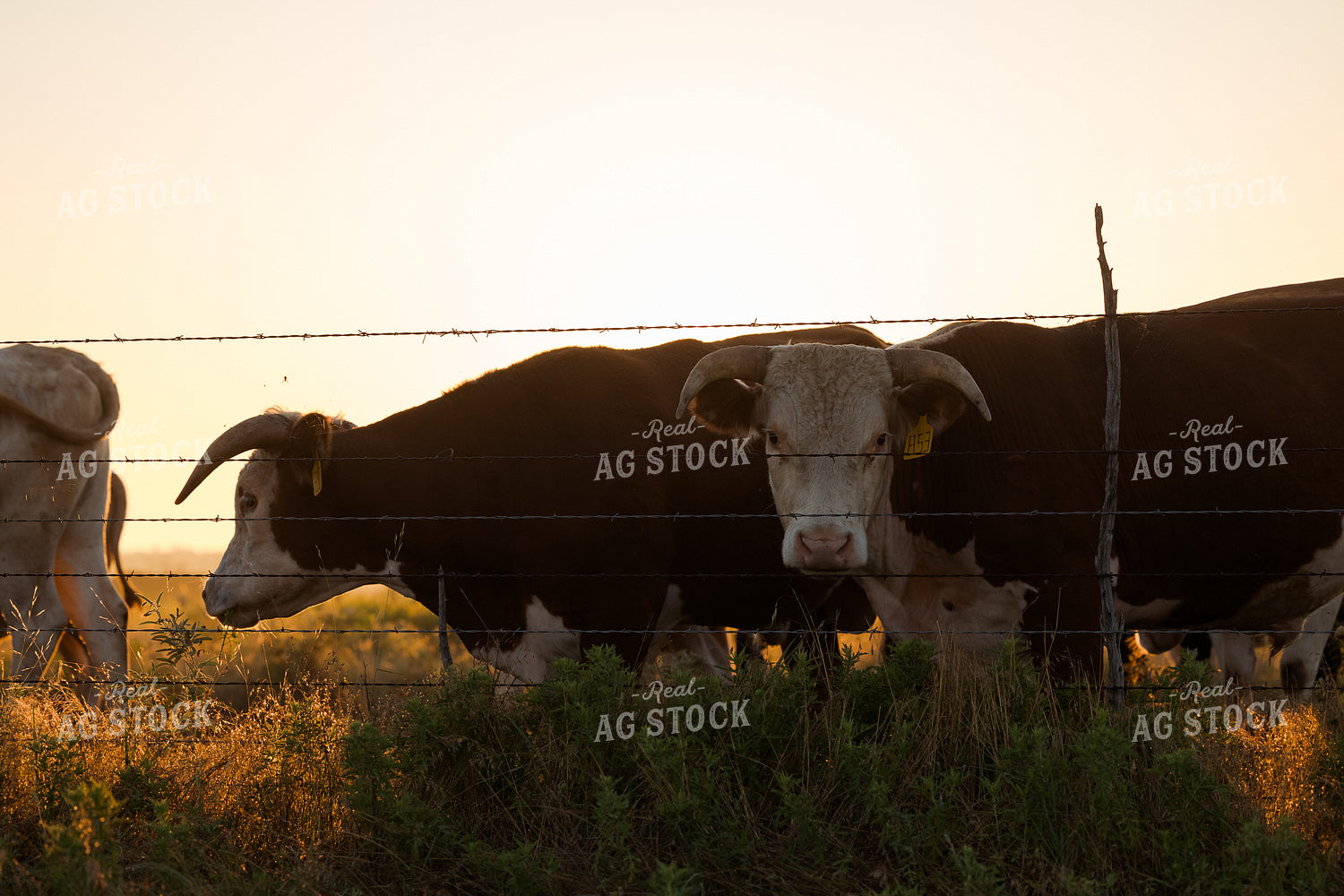 Shorthorn Cattle 205065