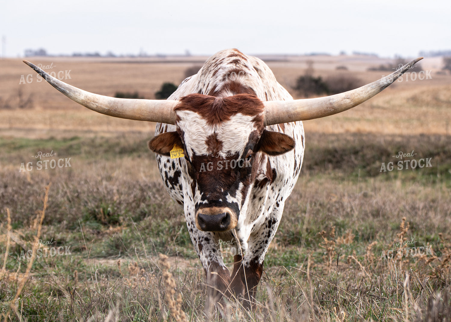 Longhorn Cattle 193008