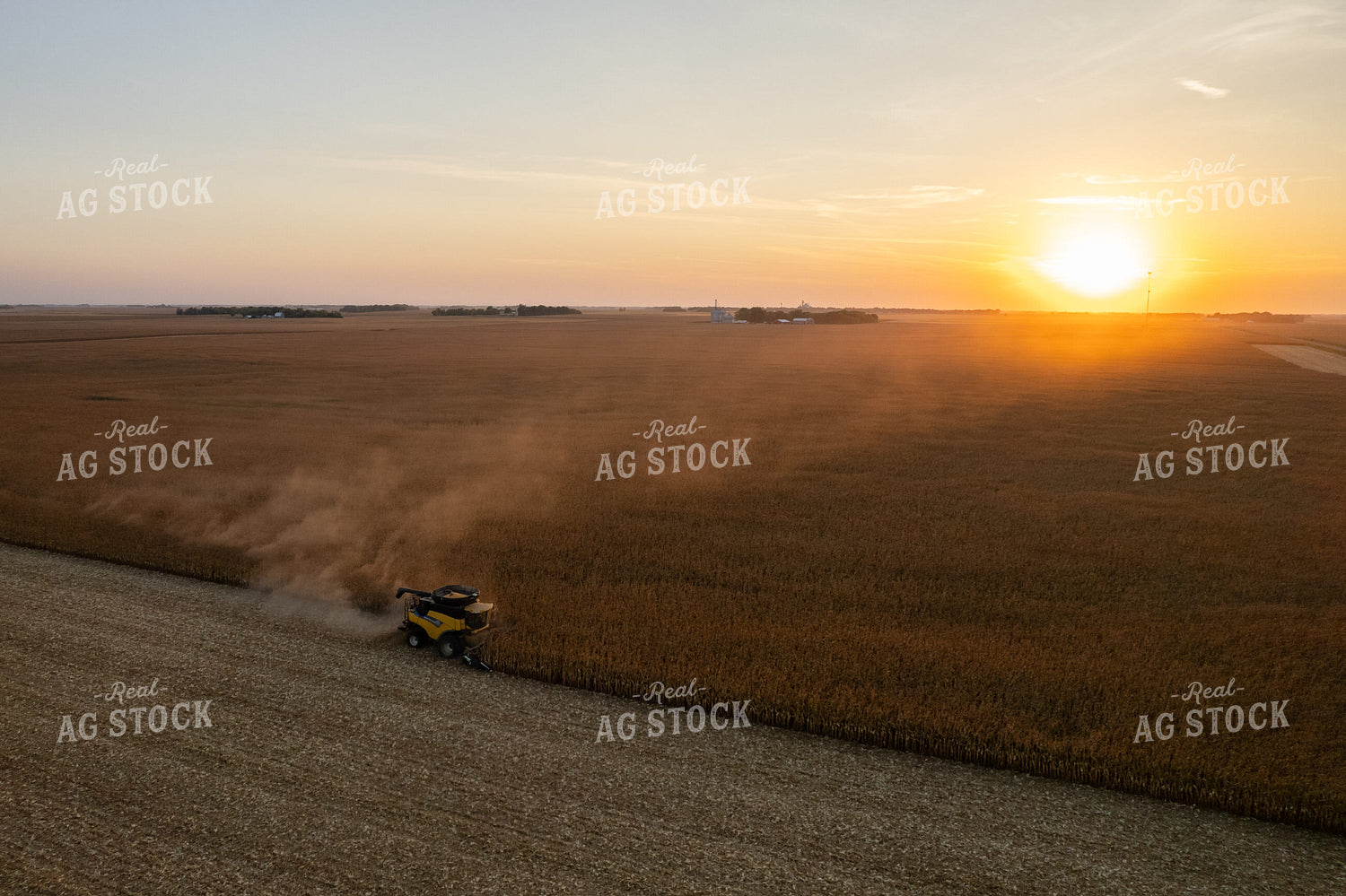 Corn Harvest 255001