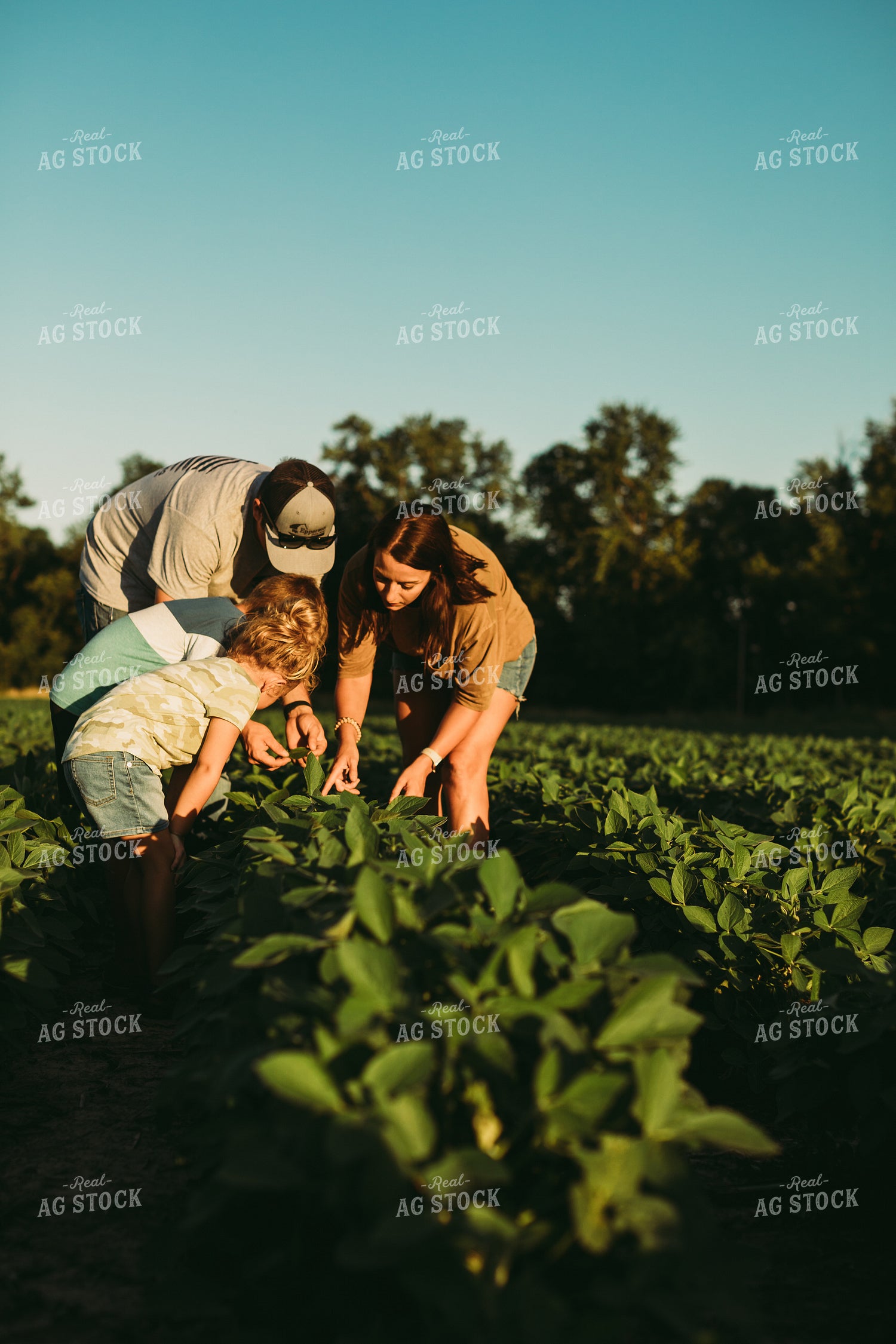 Farm Family Scouting Soybean Field 6079